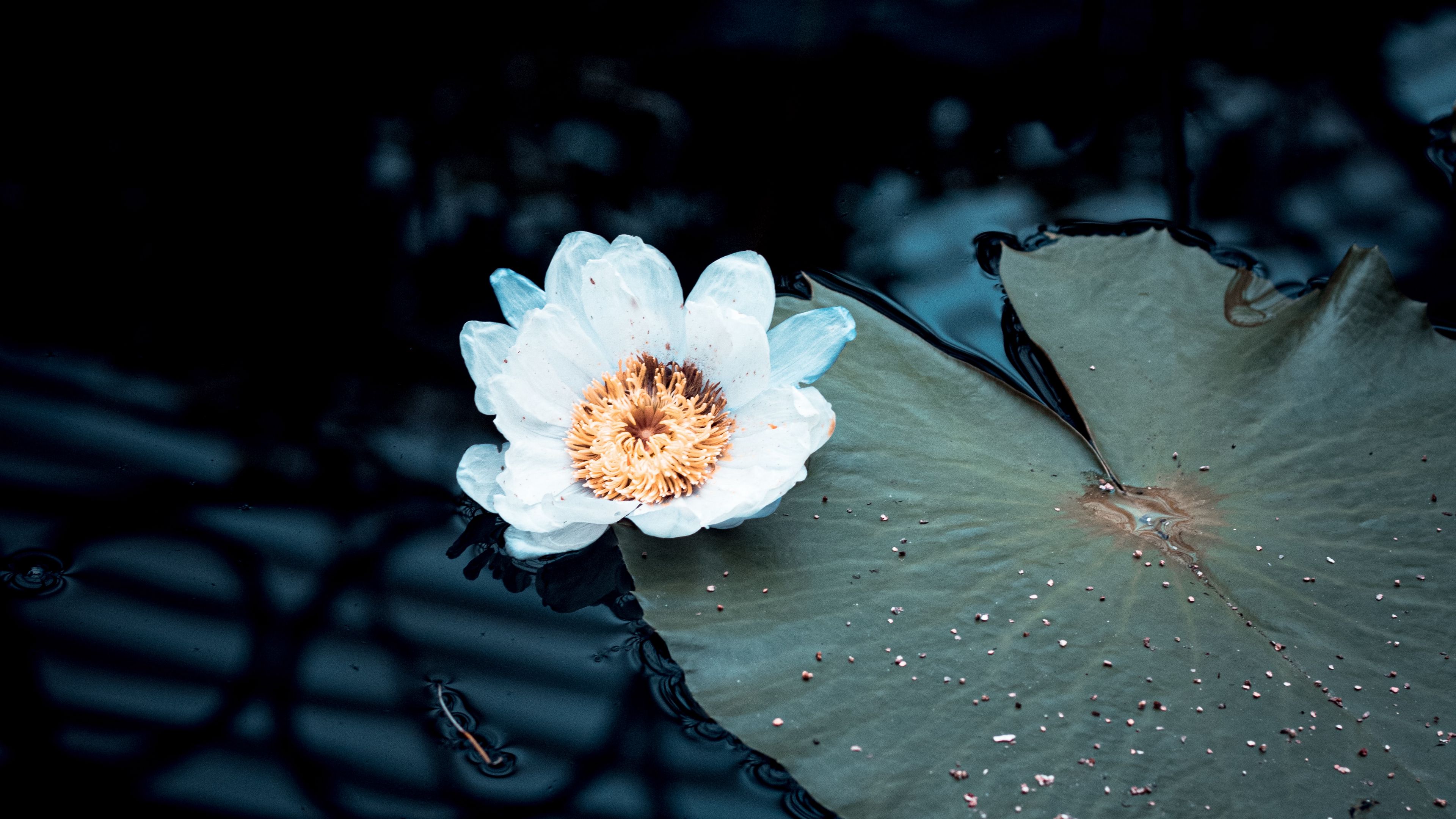 flower white plant water 4k 1692283663