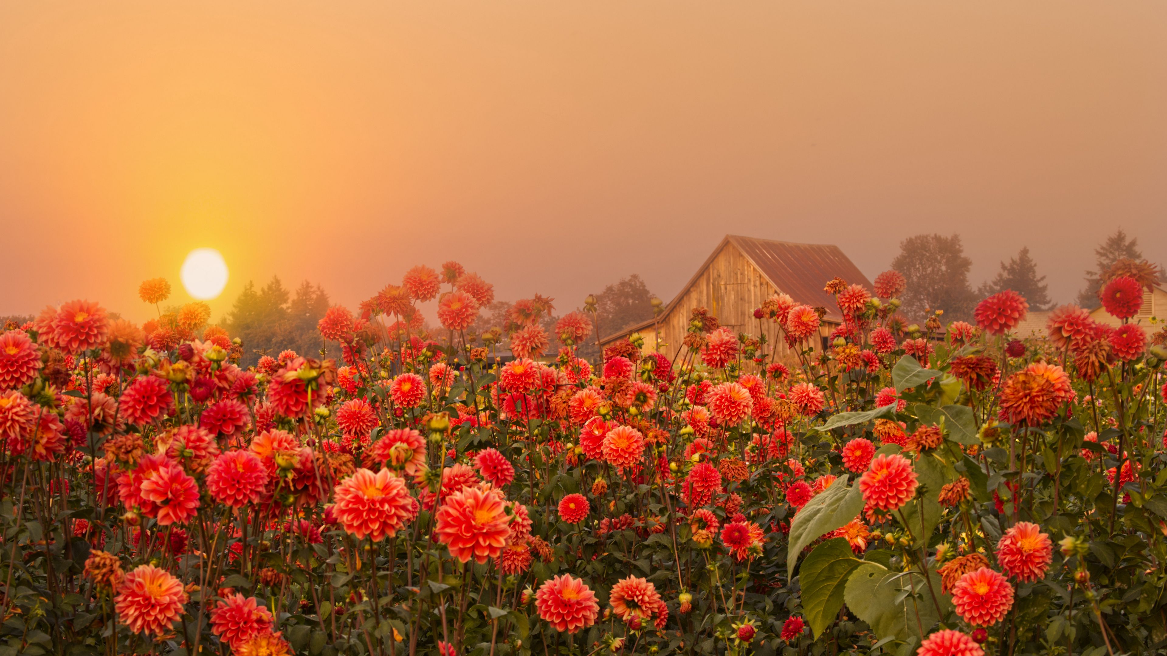 flowers dusk nature 4k 1692283618