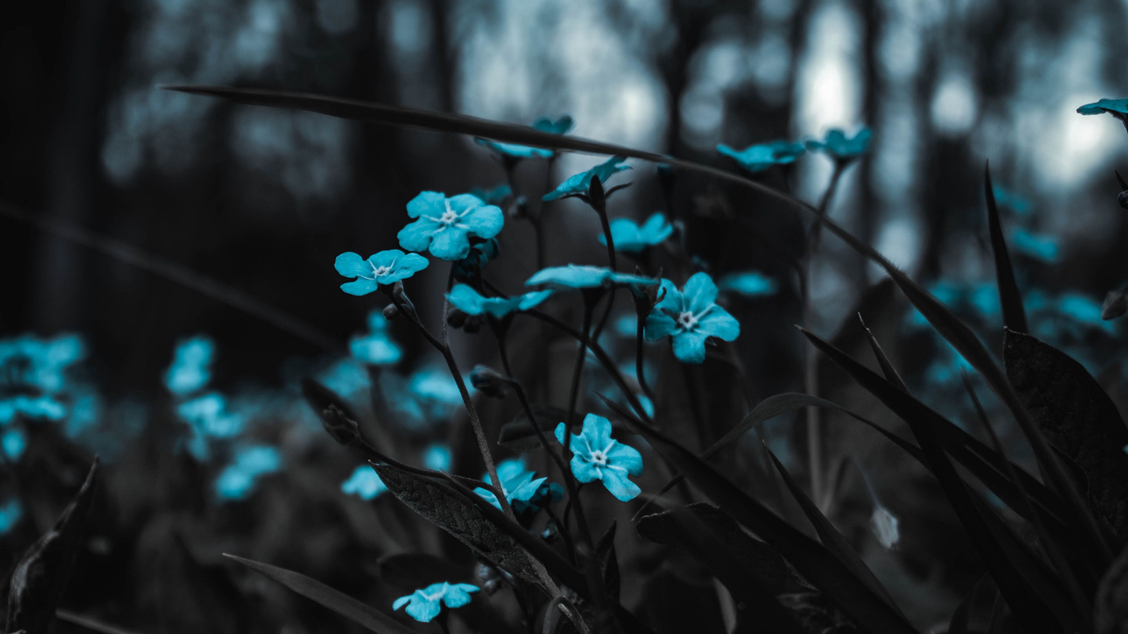 flowers field blur 4k 1692283618