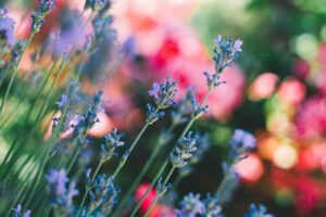 flowers field stems blur 4k 1692269639