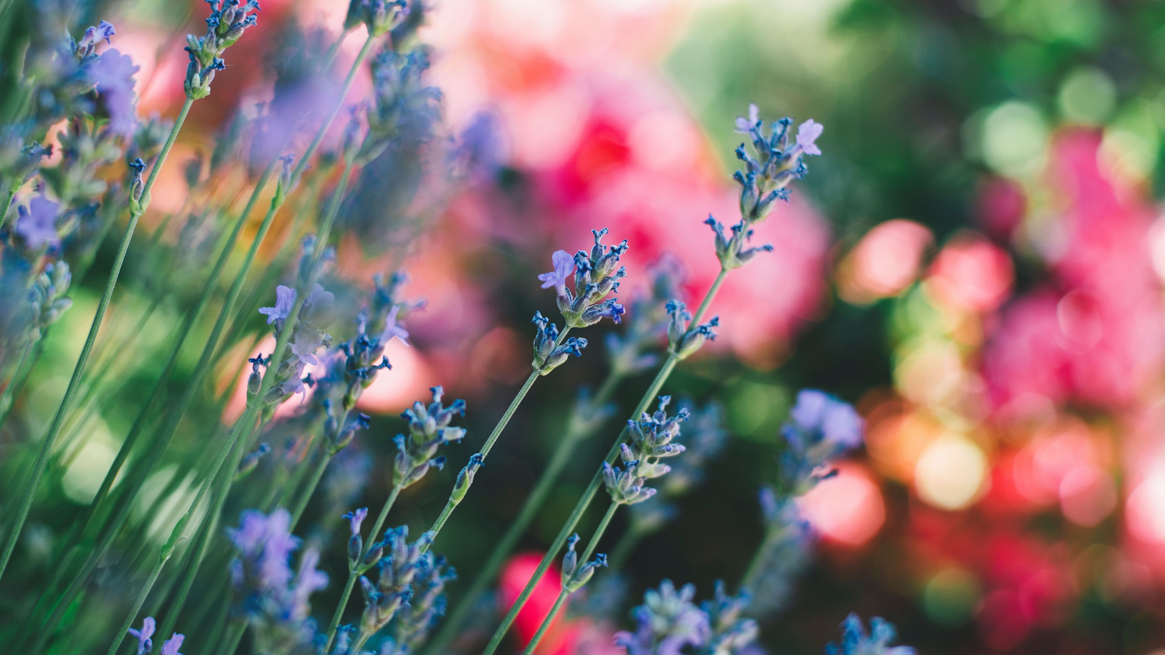 flowers field stems blur 4k 1692269639