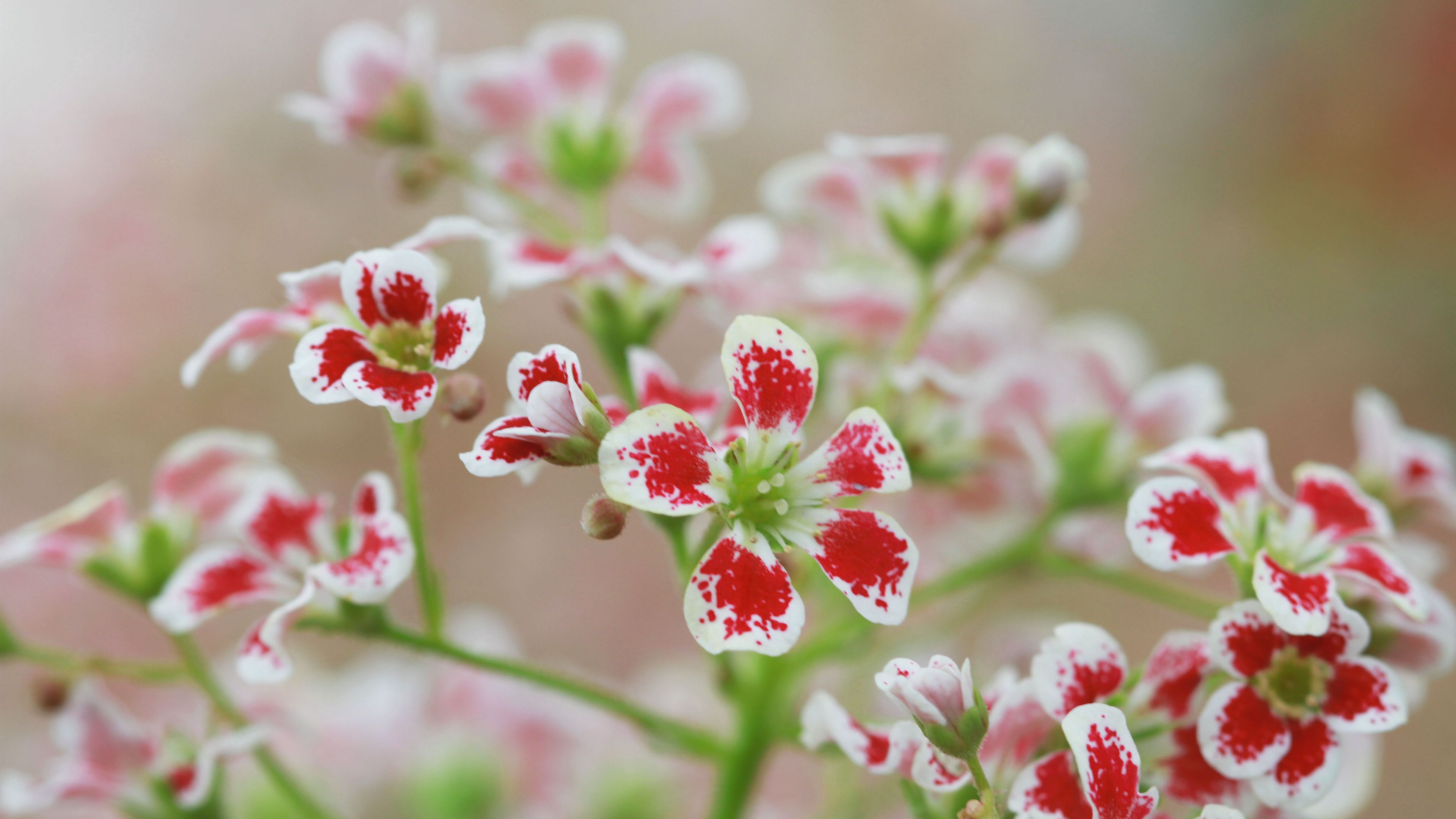 flowers plant red white macro 4k 1692284604