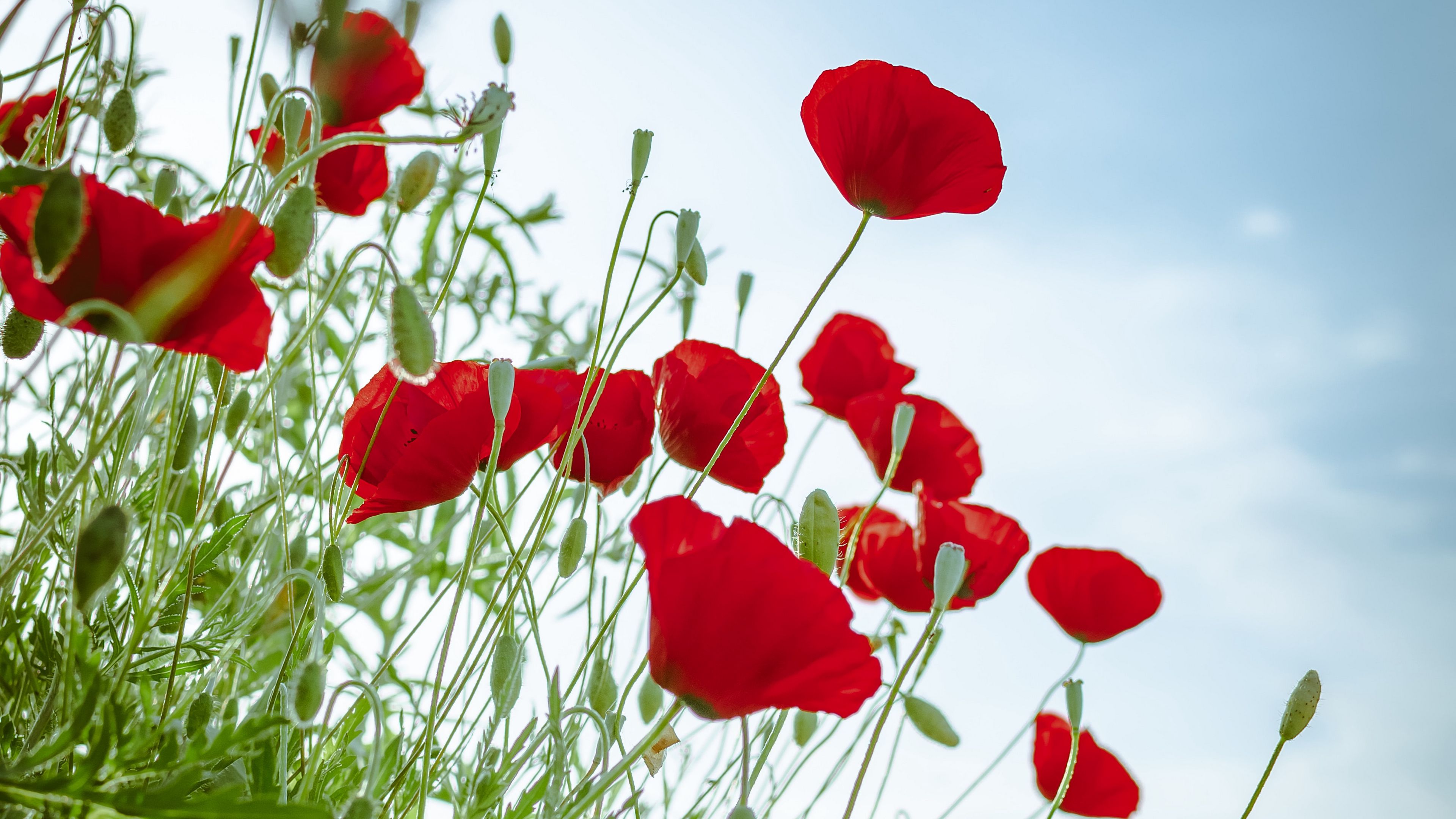 flowers red plant bloom 4k 1692284269