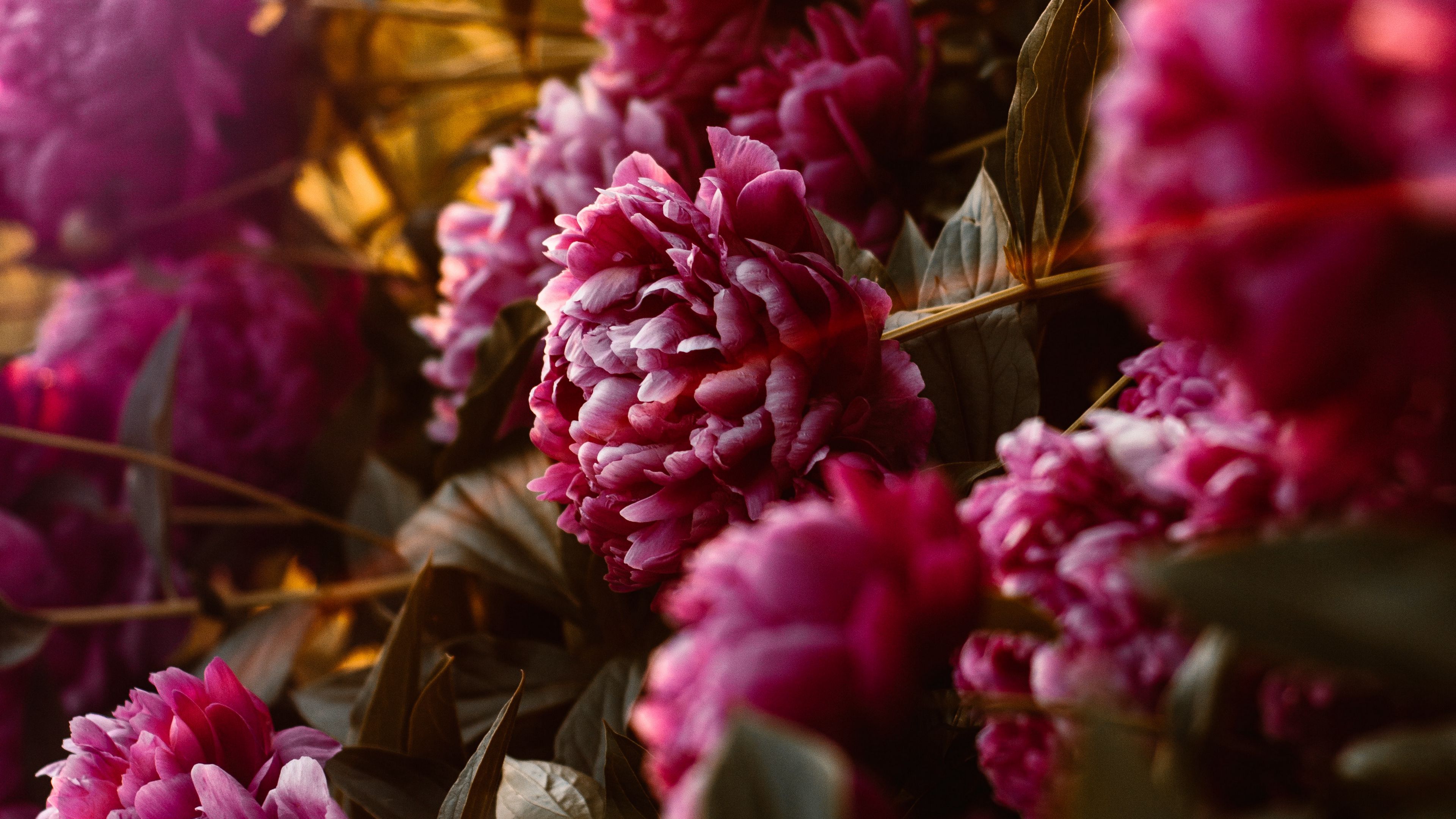 flowers sunlight flare bloom 4k 1692283618