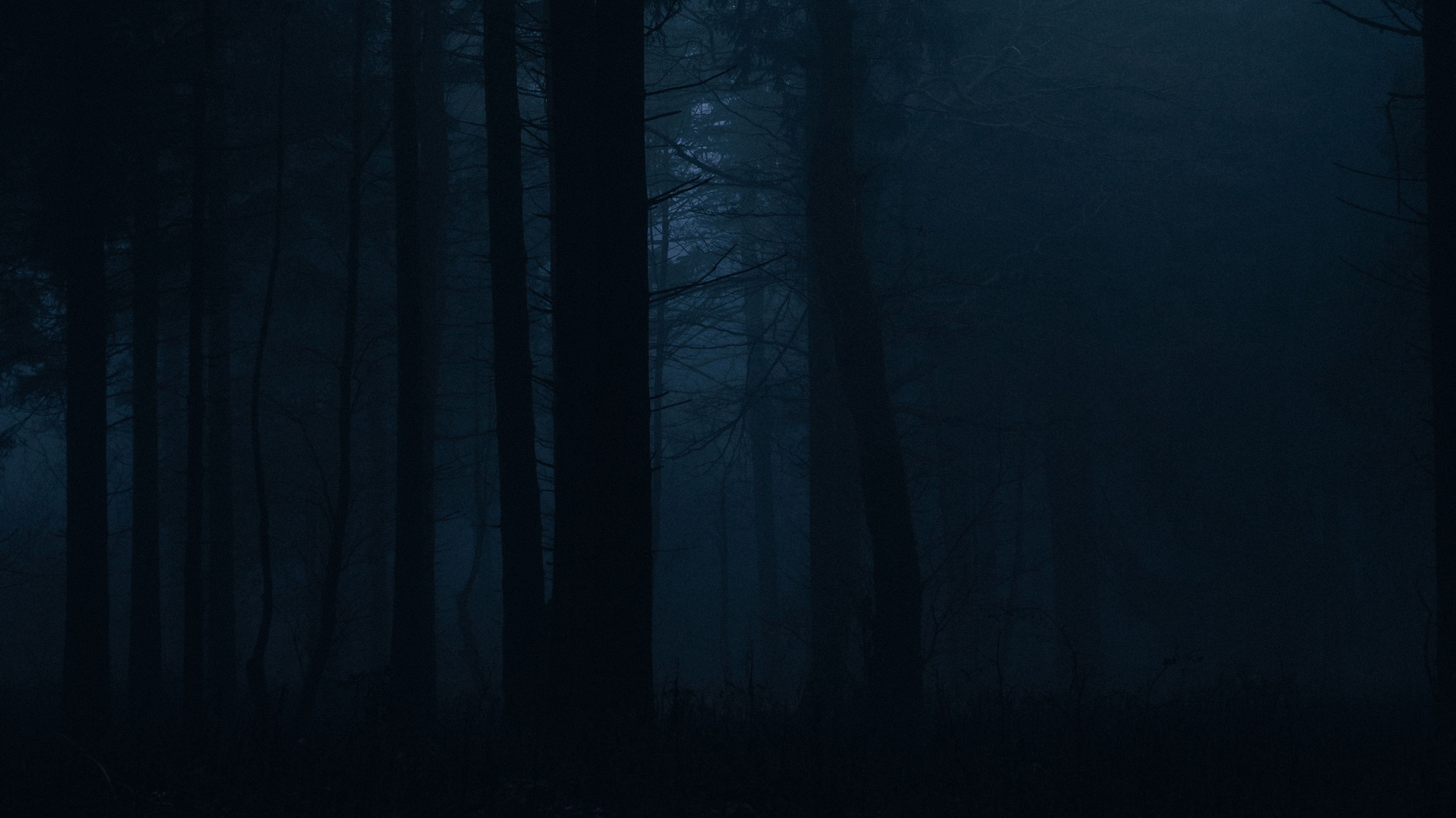 forest fog dark trees gloom 4k 1691849539