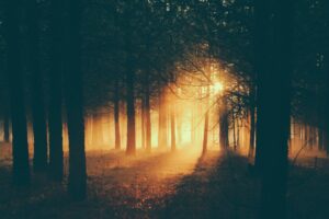 forest sunlight fog dark dusk 4k 1691849809