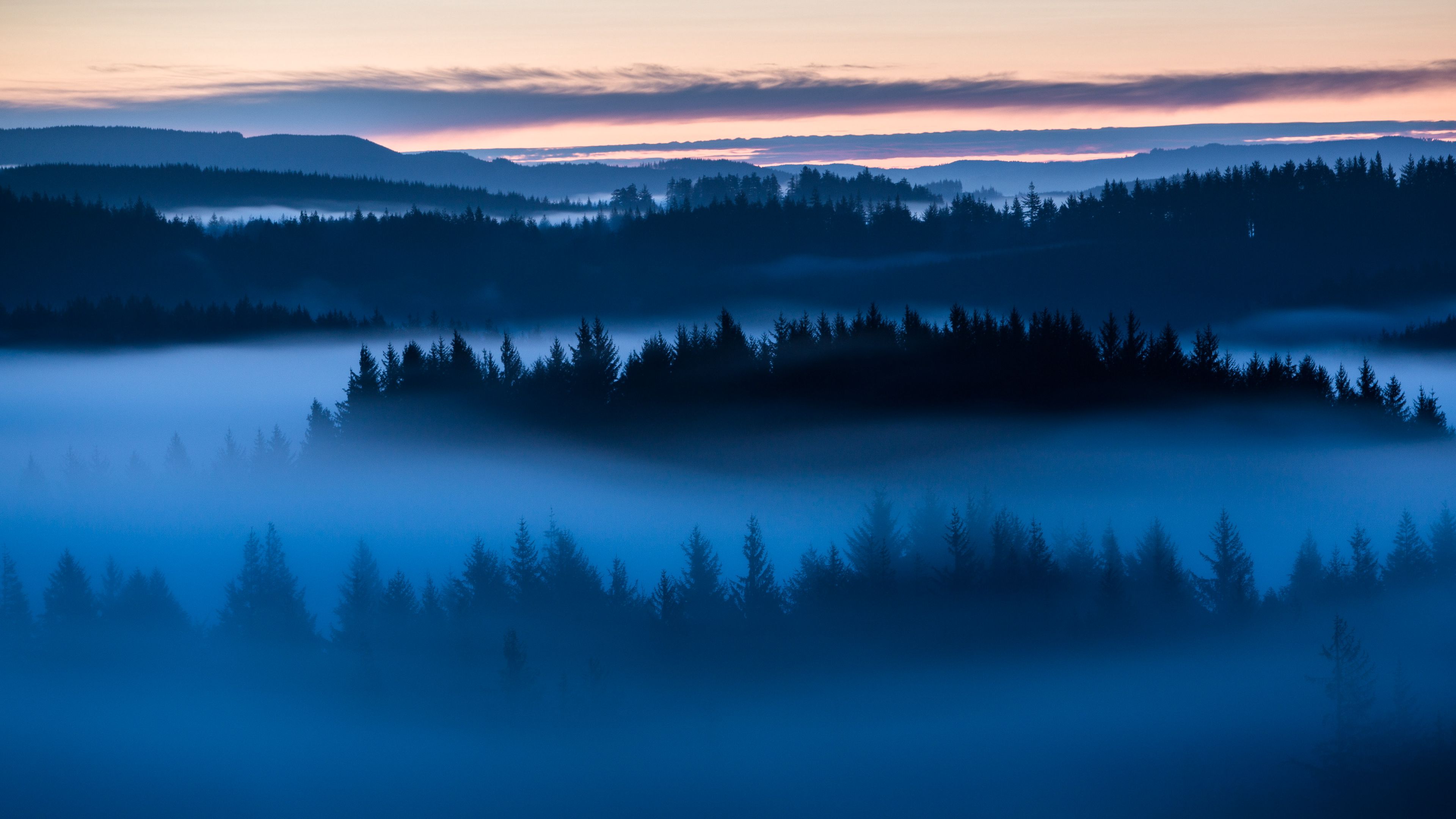 forest trees fog evening 4k walpaper dark 1692029744