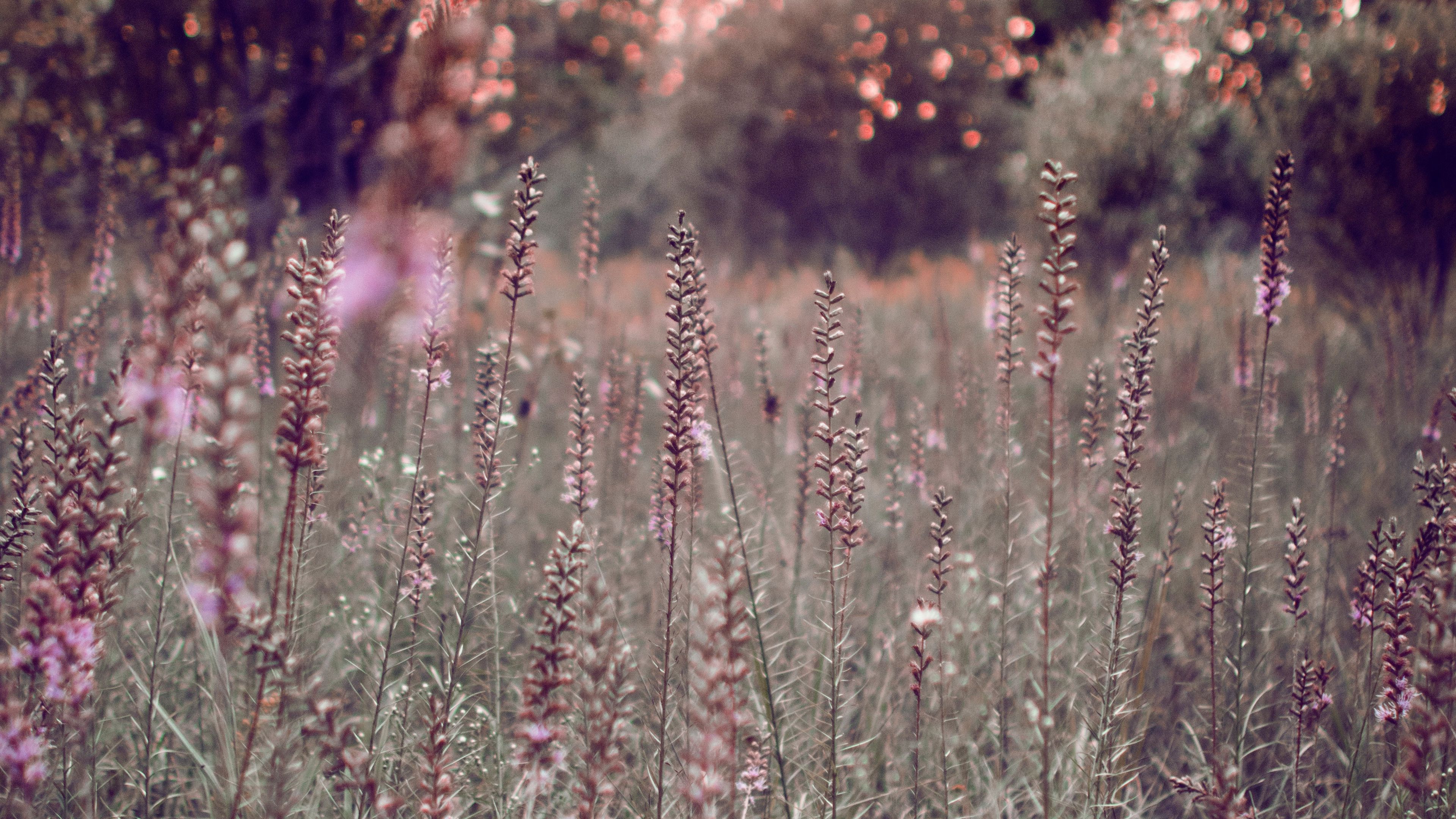 grass flowers glare bokeh 4k 1692284975