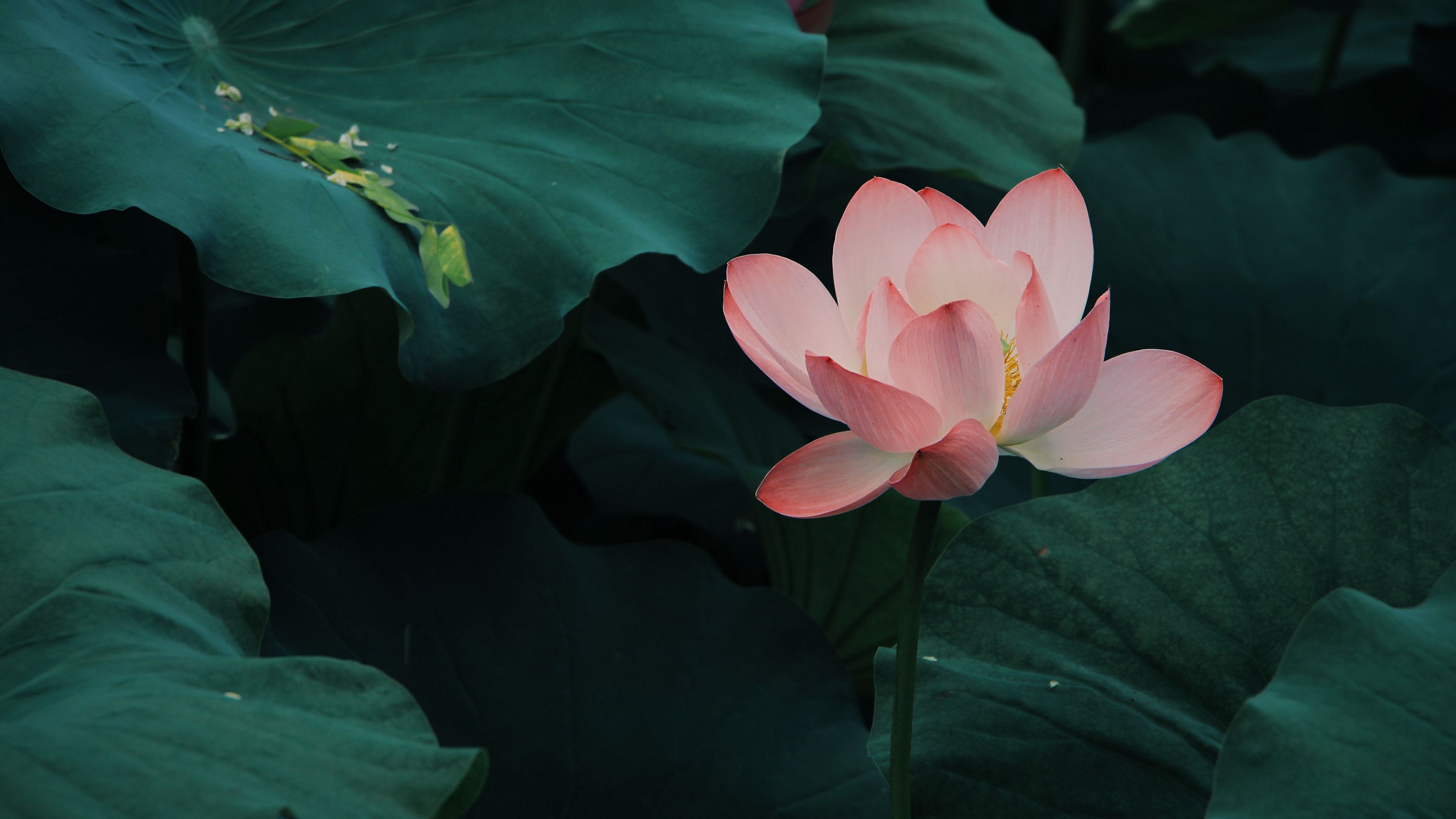 lotus bloom leaves 4k 1692270200