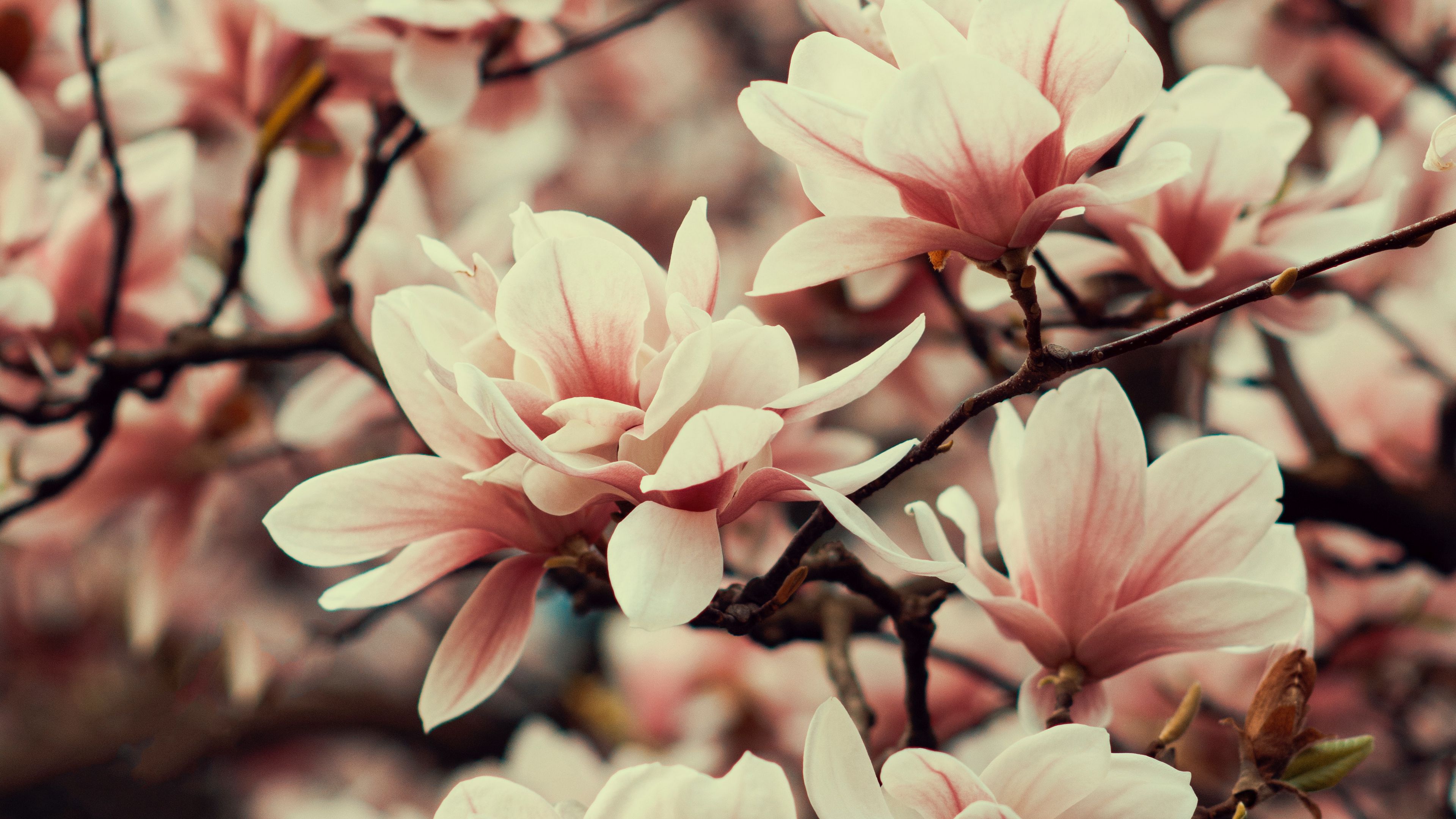 magnolia flowers branches 4k 1692270201