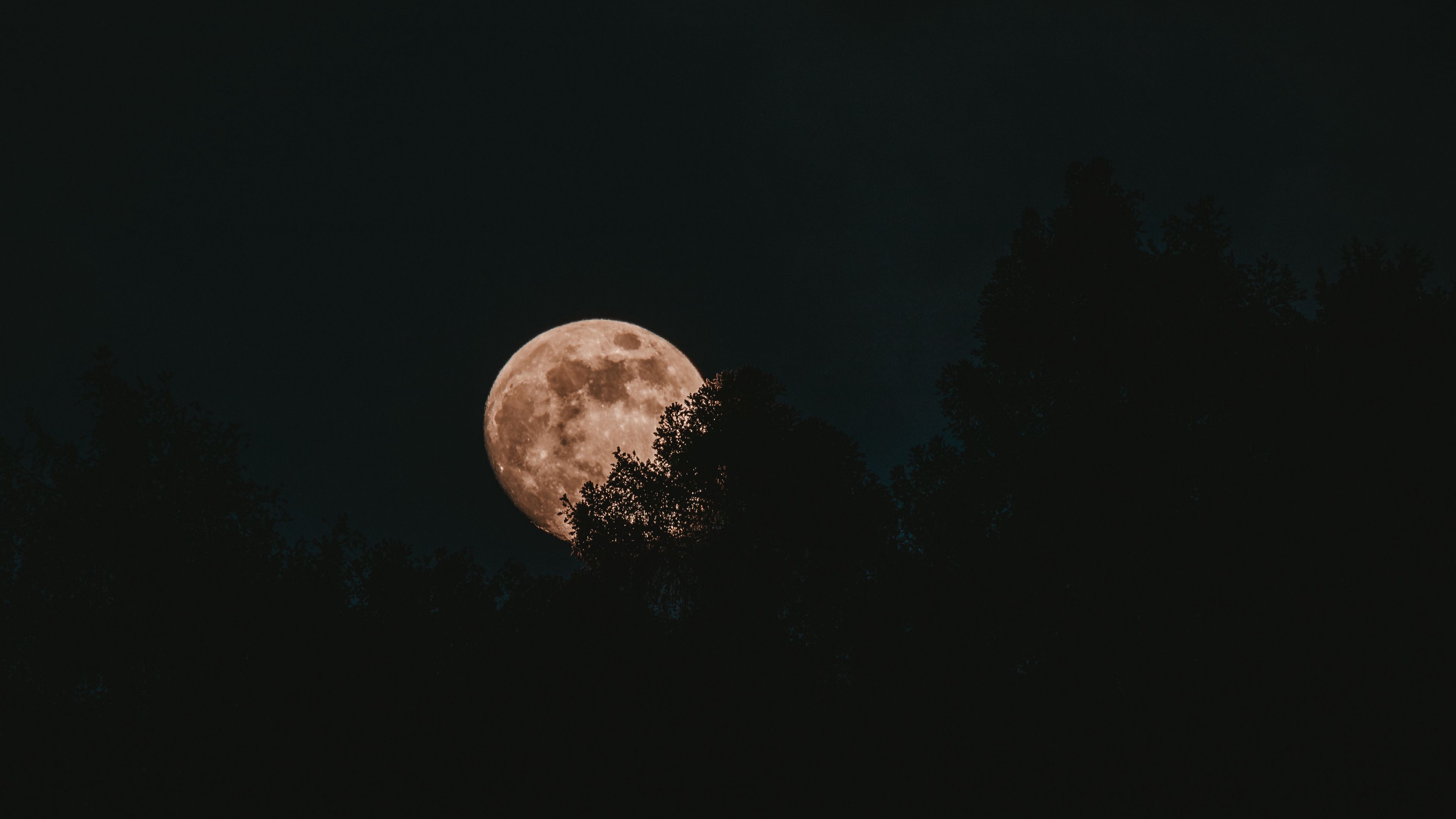 moon full moon trees night 4k 1692006754