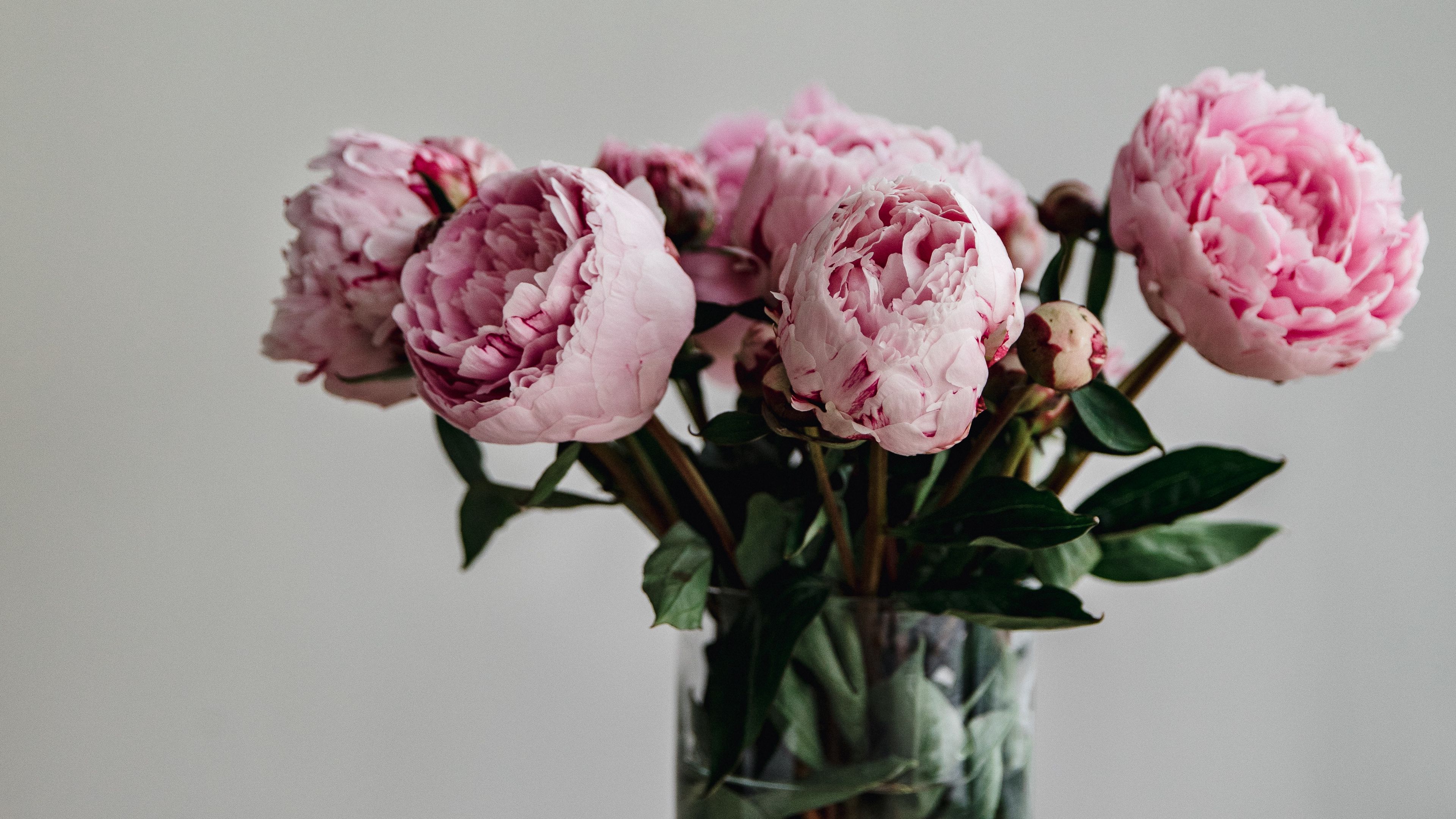 peonies flowers bouquet vase 4k 1692283663