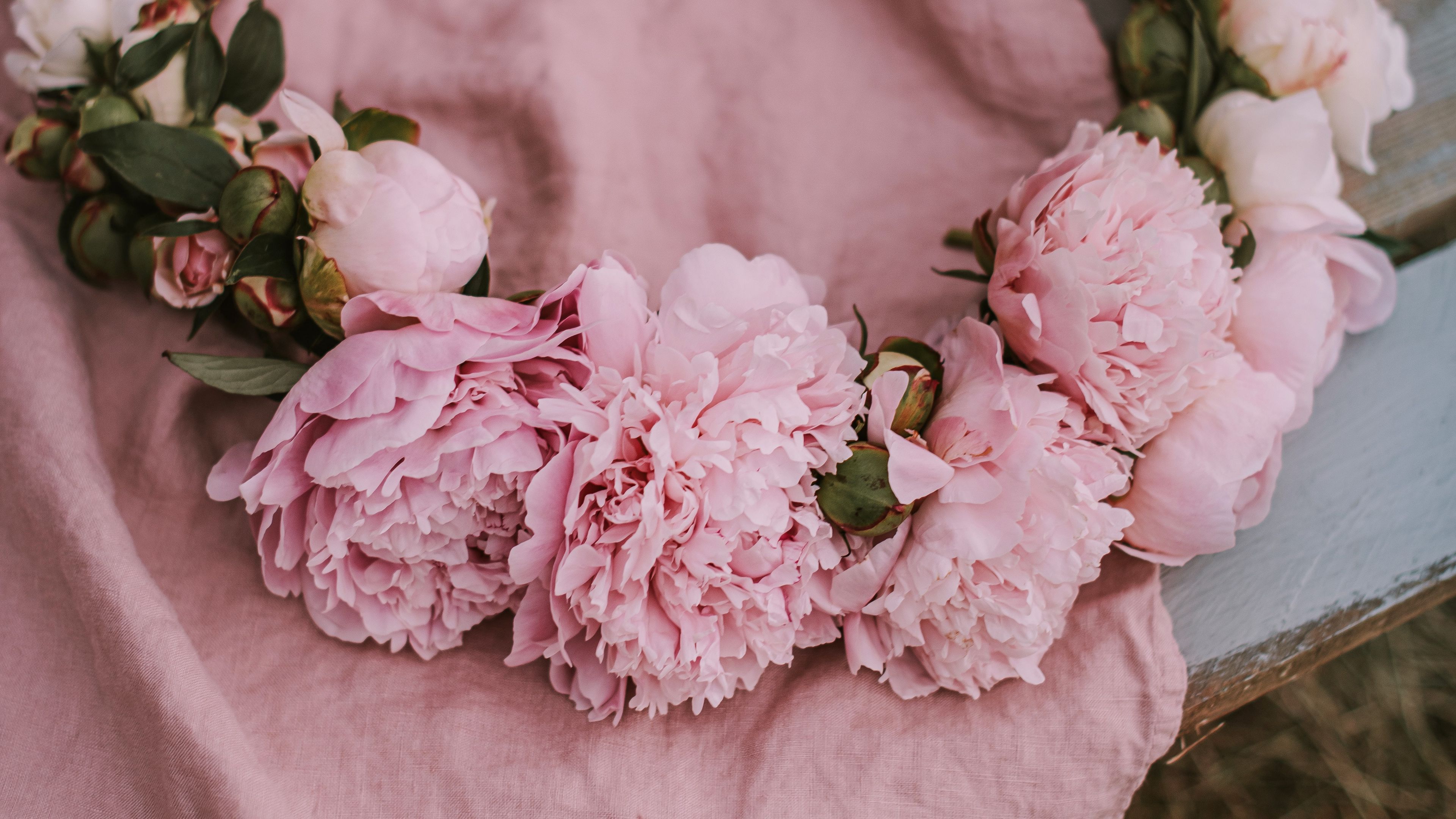 peonies flowers pink 4k 1692284269