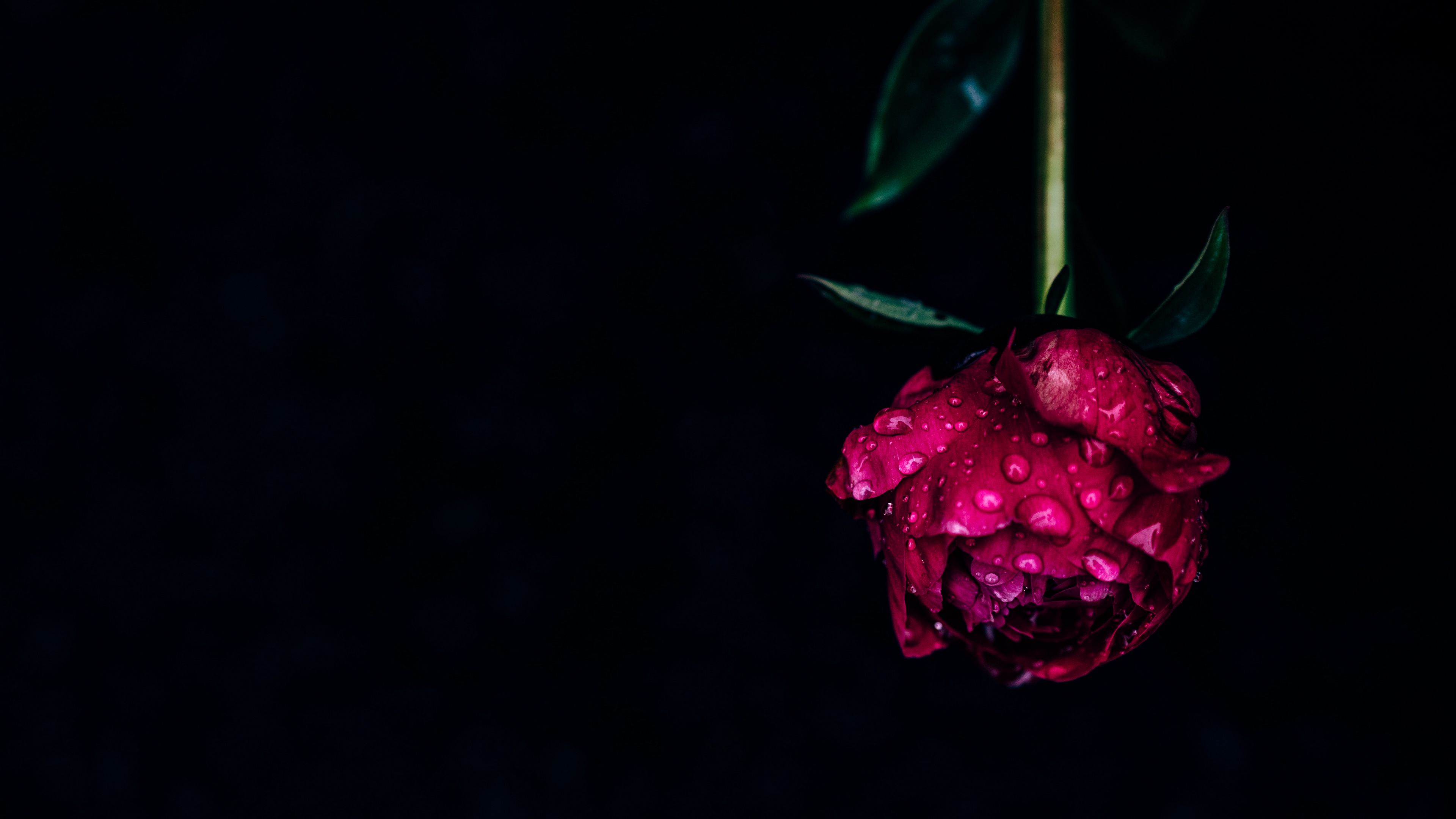 peony flower dew wet dark 4k 1692284269