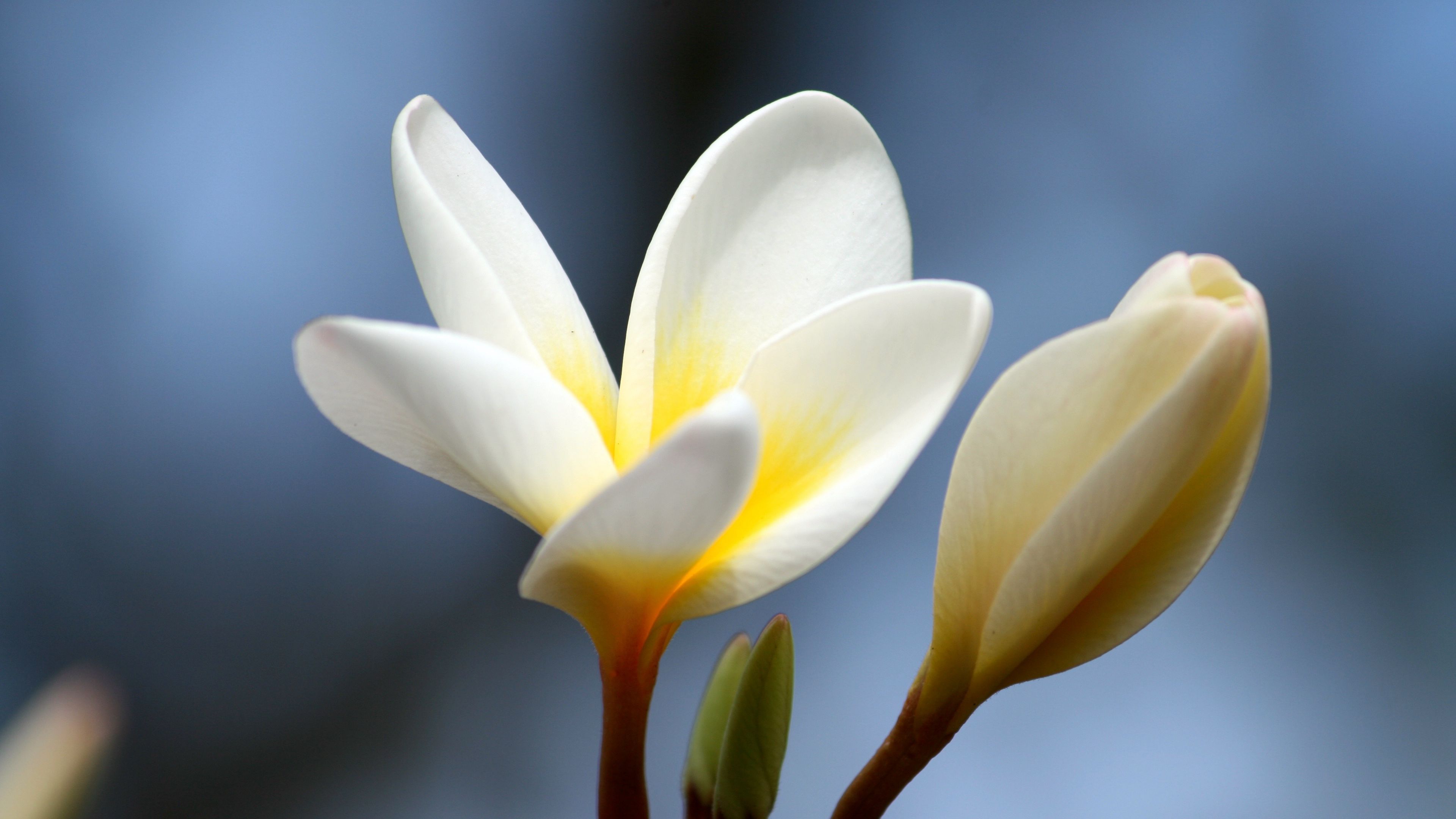 plumeria flower close up 4k 1692284269