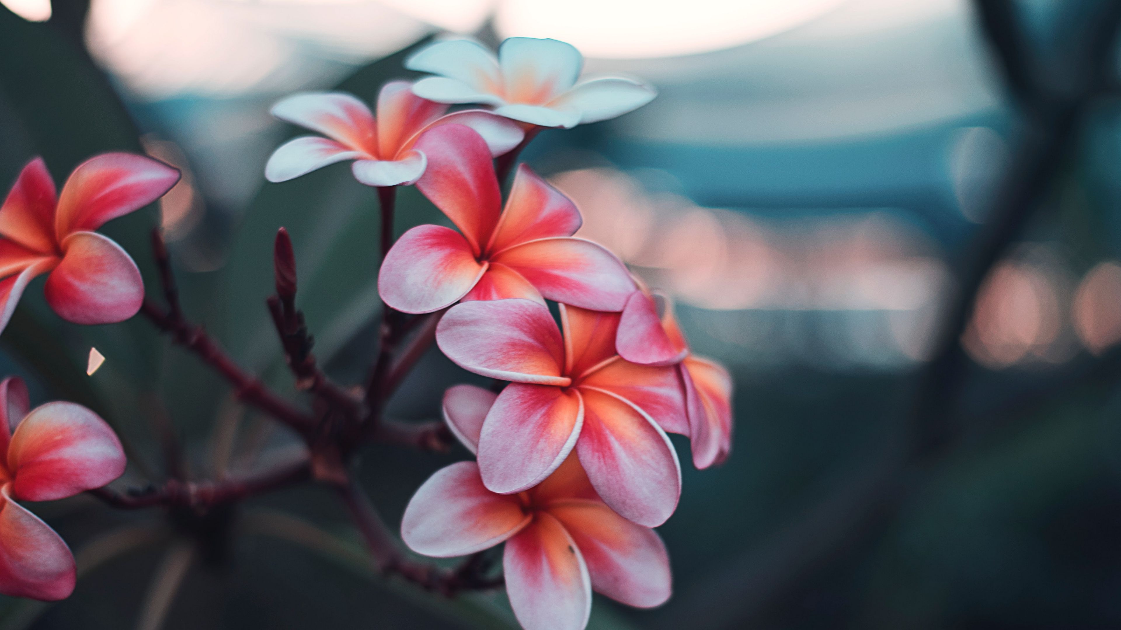 plumeria flowers branch bloom 4k 1692284269