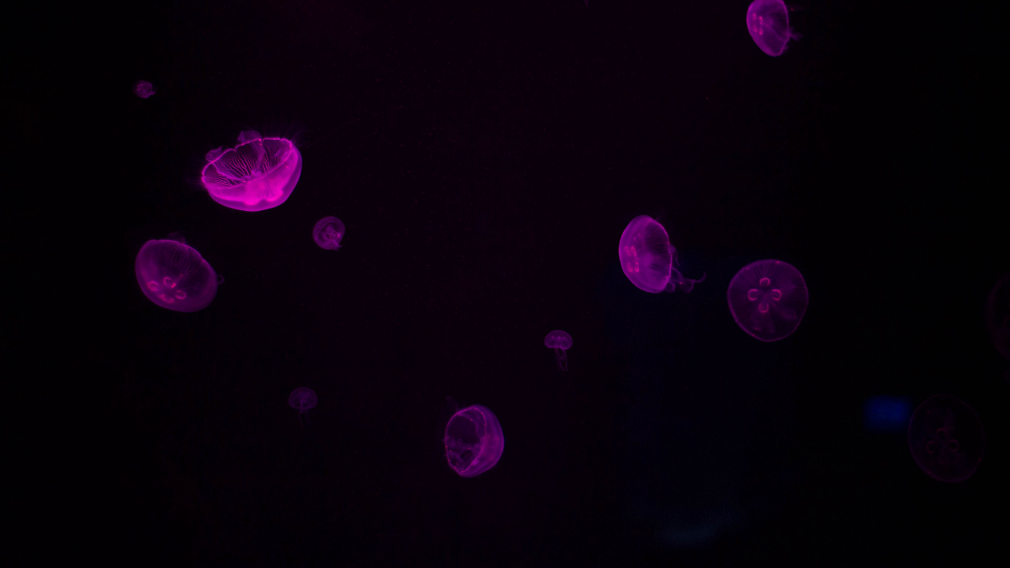 purple dark underwater 4k walpaper 1692028756