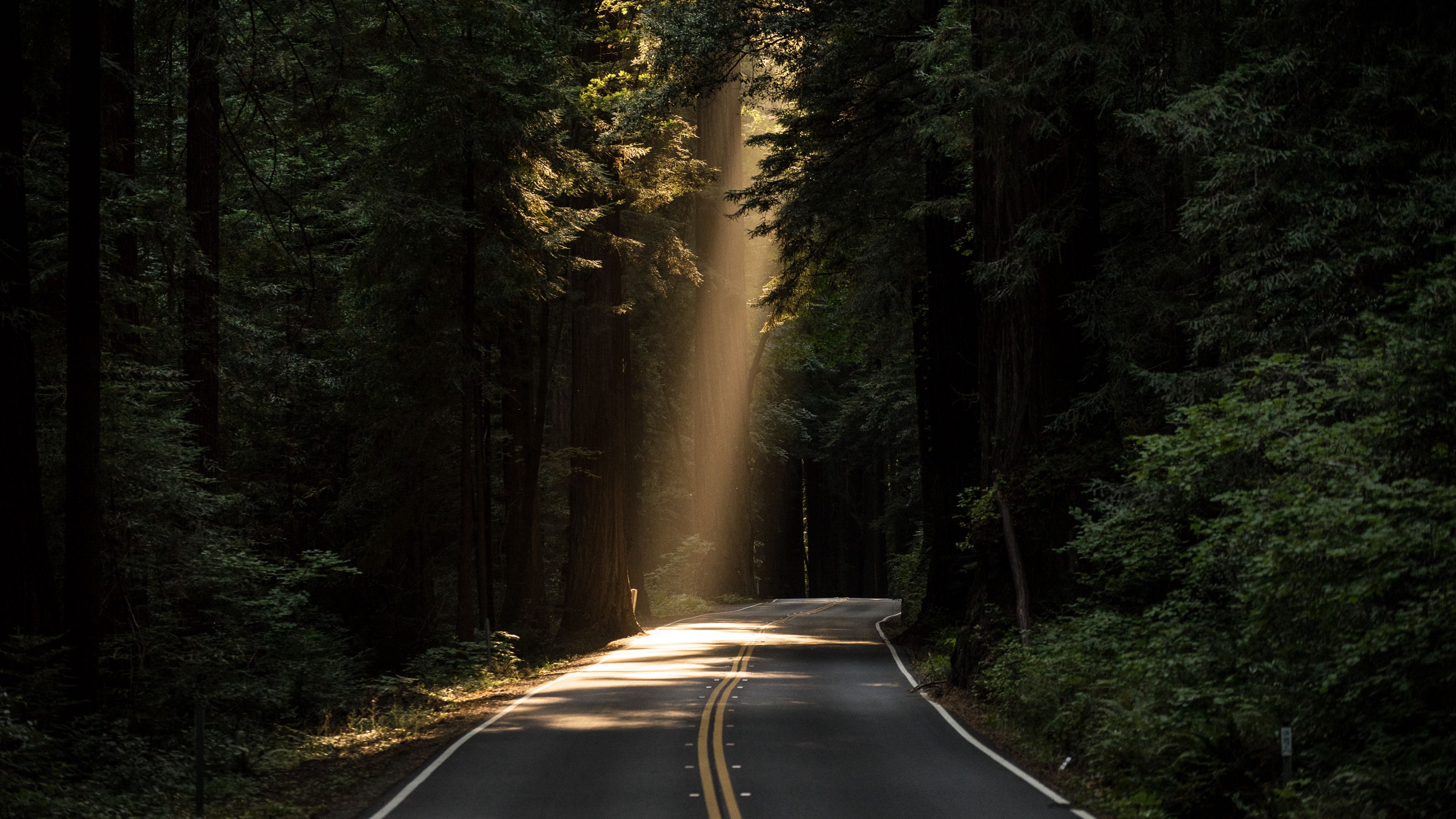 road turn sunlight forest trees 4k 1692006754