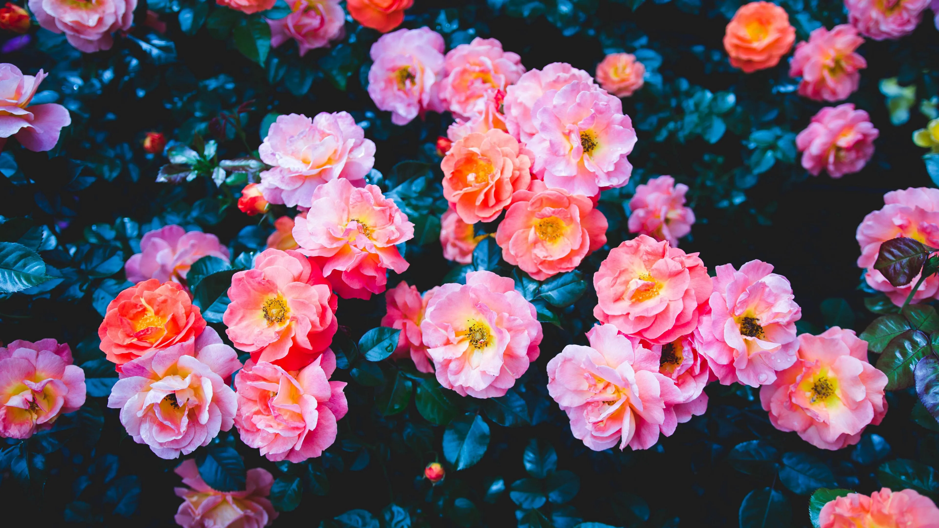 Roses Flowers Pink Bloom Bush 4k - 4k Wallpapers - 40.000+ ipad ...