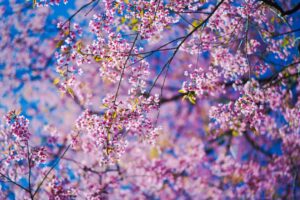 sakura flowers branches 4k 1692269639