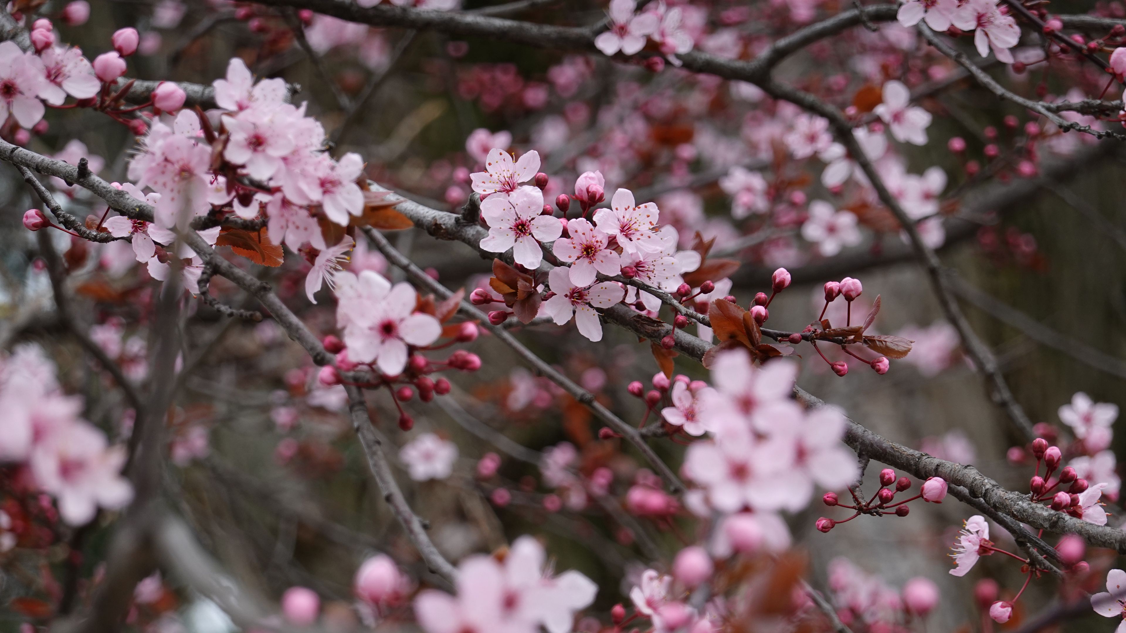 sakura flowers branches plant 4k 1692269639