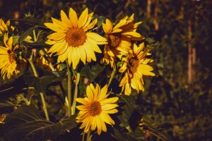 sunflower flowers yellow 4k 1692283620