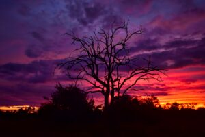 tree branches silhouettes clouds sky sunset 4k 1691849807