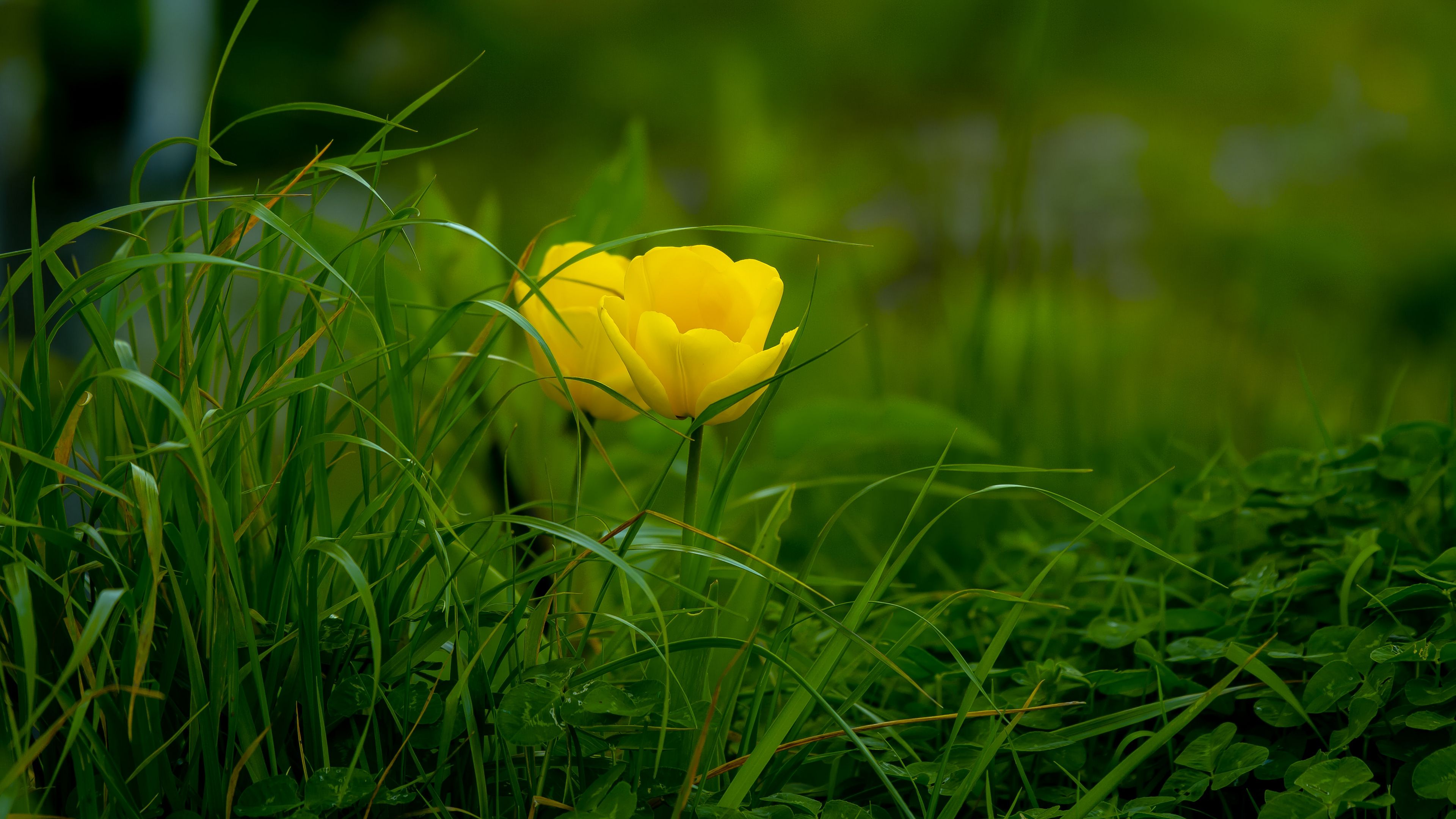 tulip grass flower bloom 4k 1692269639