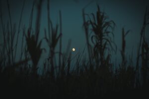 twilight grass plants outlines 4k dark walpaper 1692029746