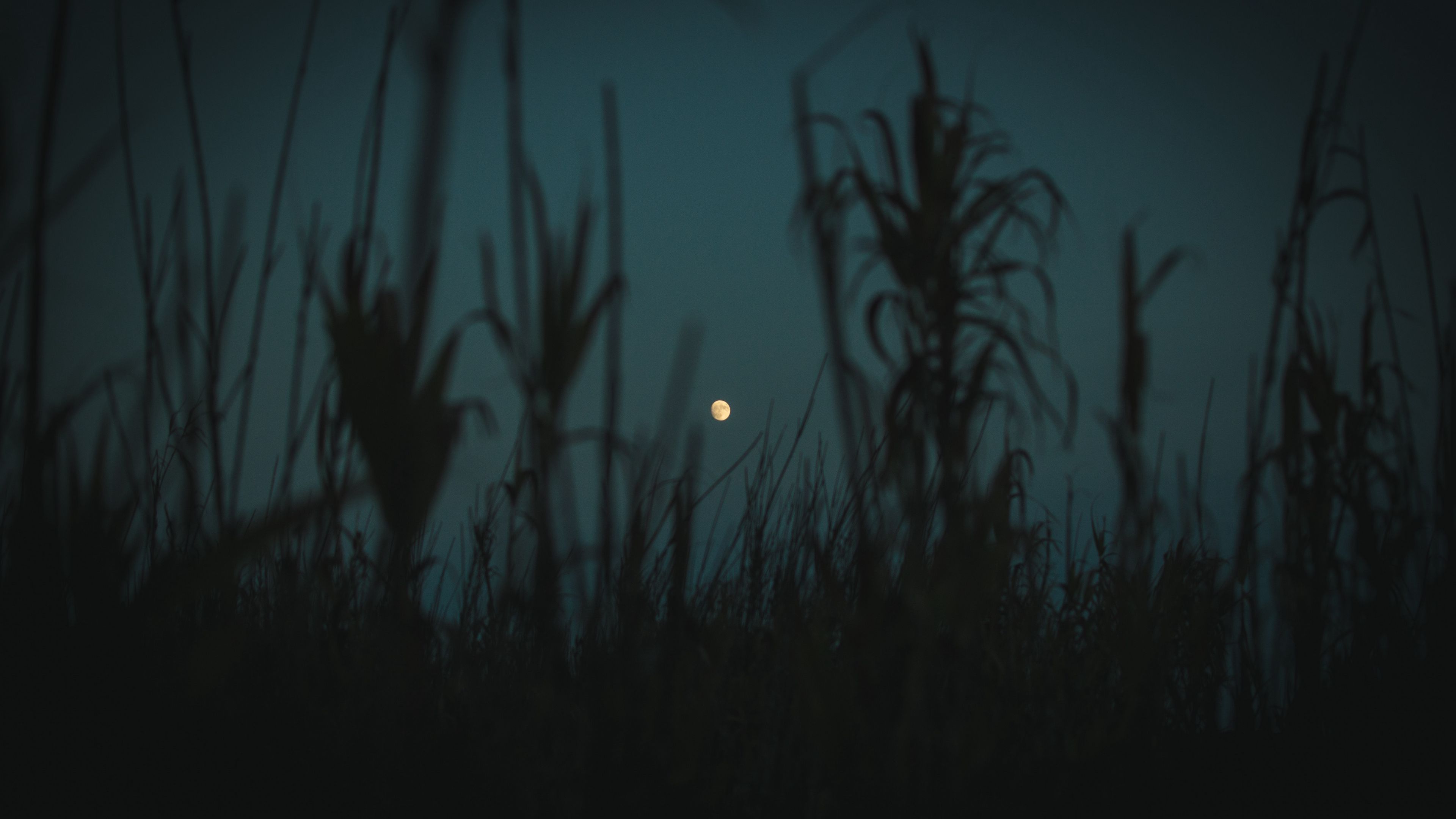 twilight grass plants outlines 4k dark walpaper 1692029746