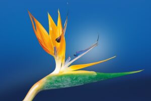 bird of paradise 4k 1695896244