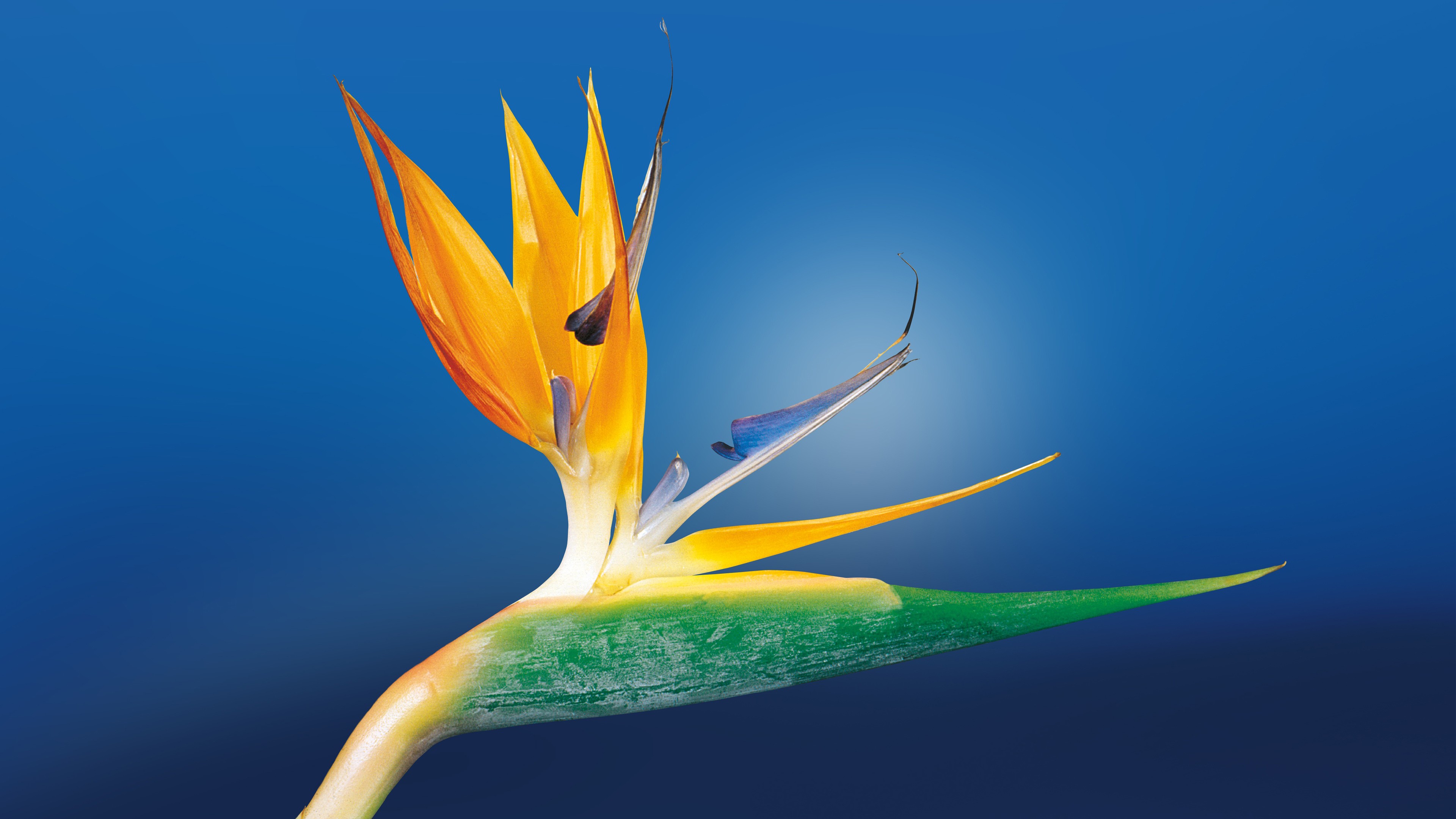 bird of paradise 4k 1695896244