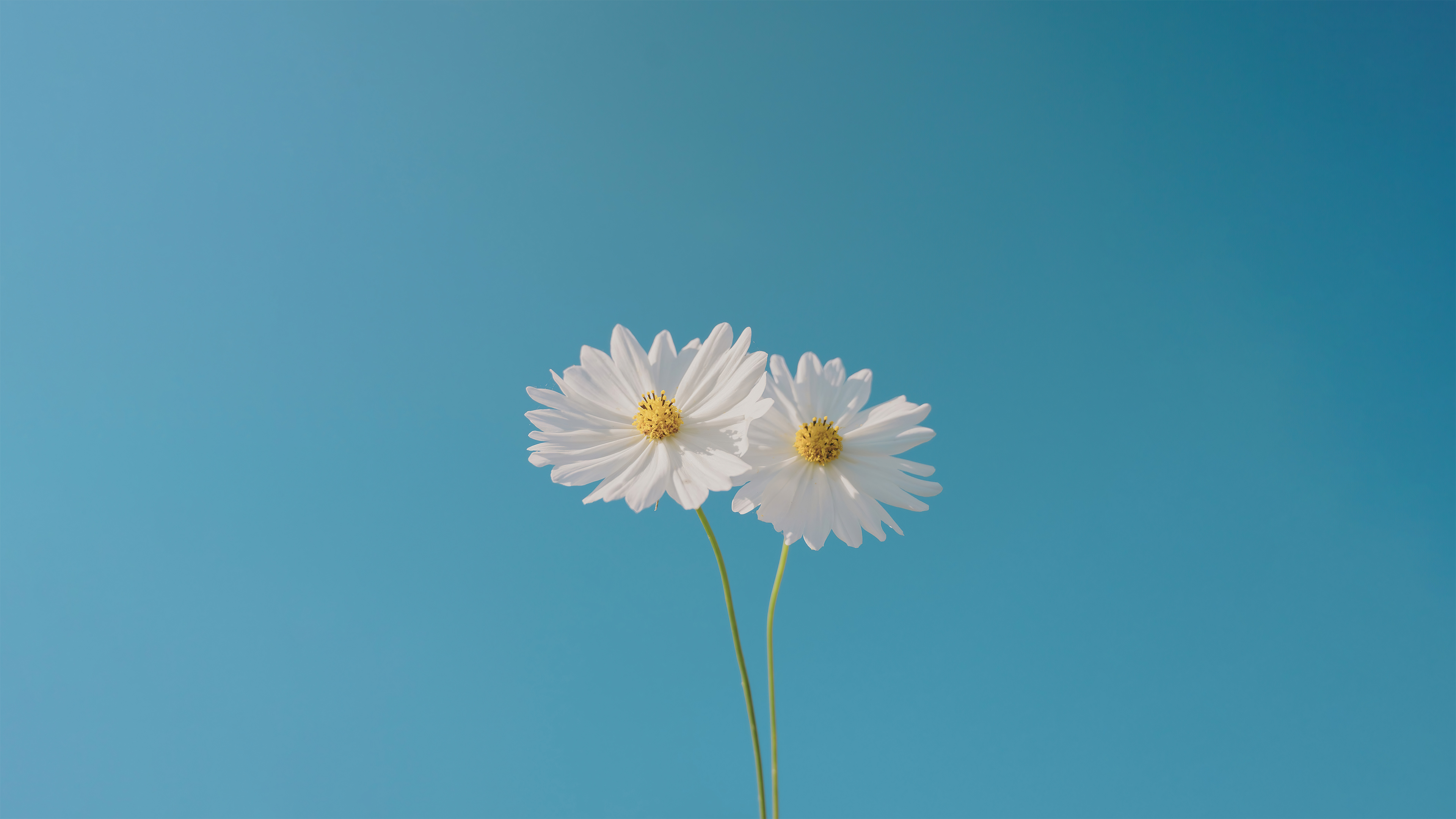 blue sky and flower 4k 1695888679