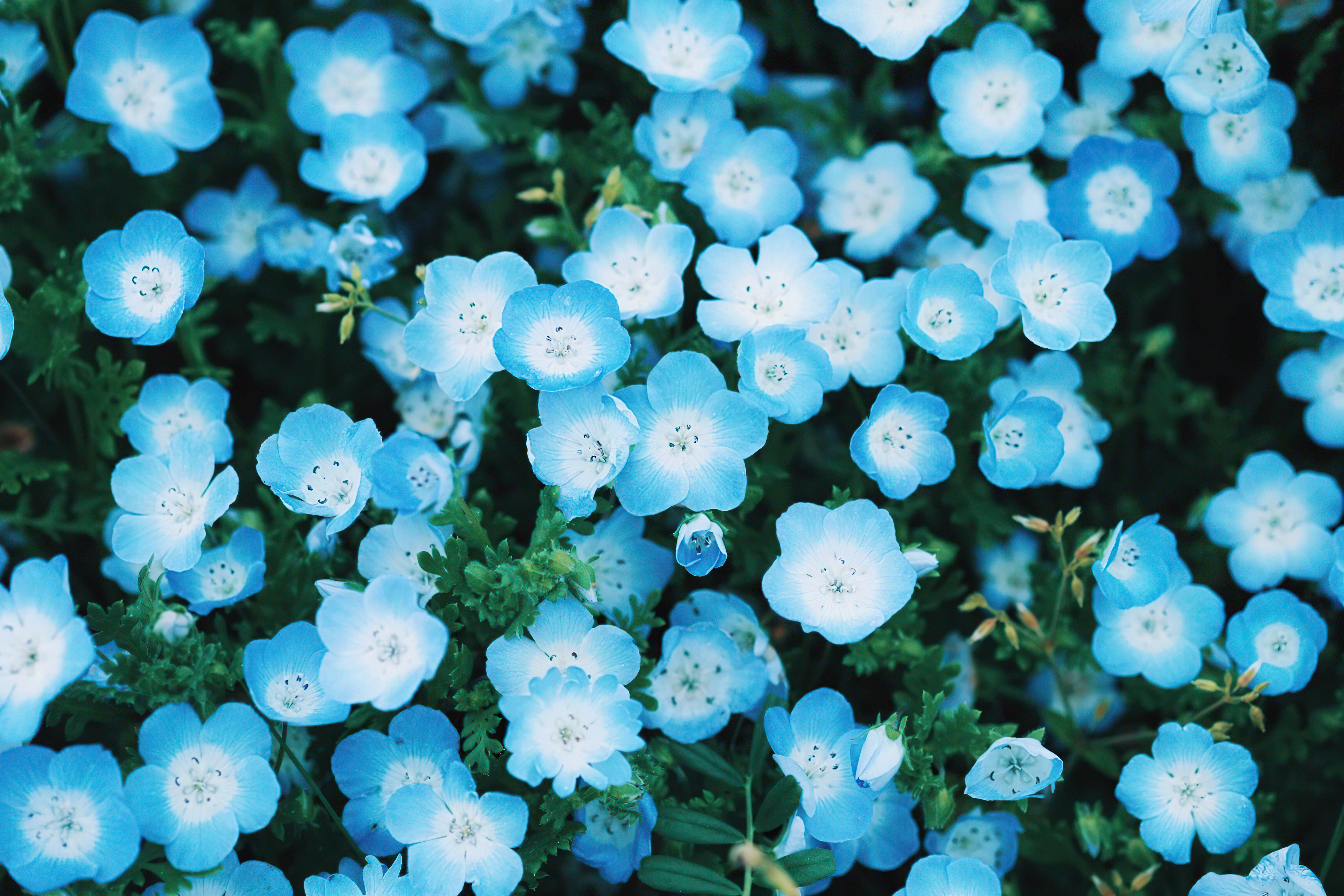 cyan flower 4k 1695888682