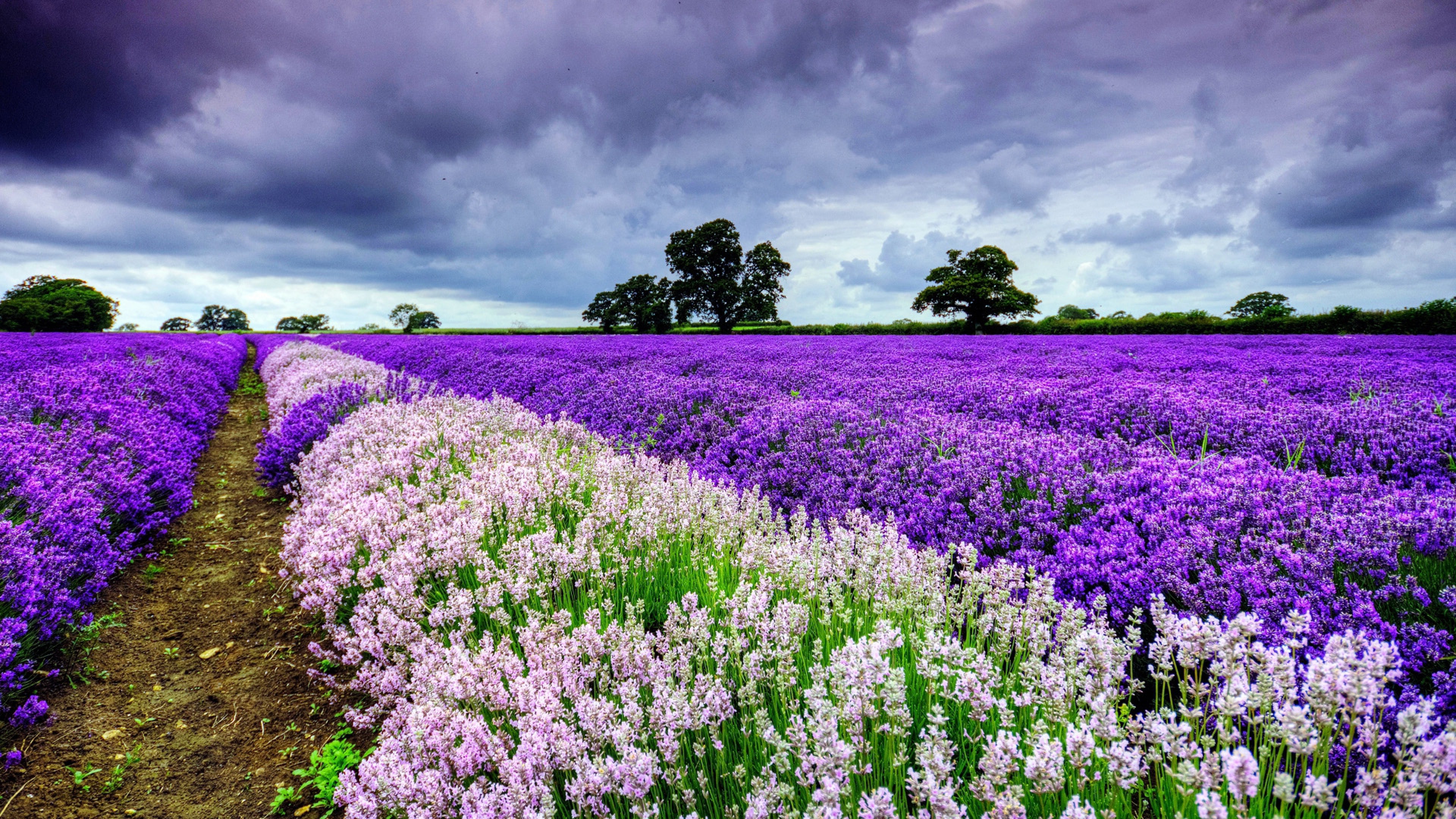 field flowers 4k 1695896248