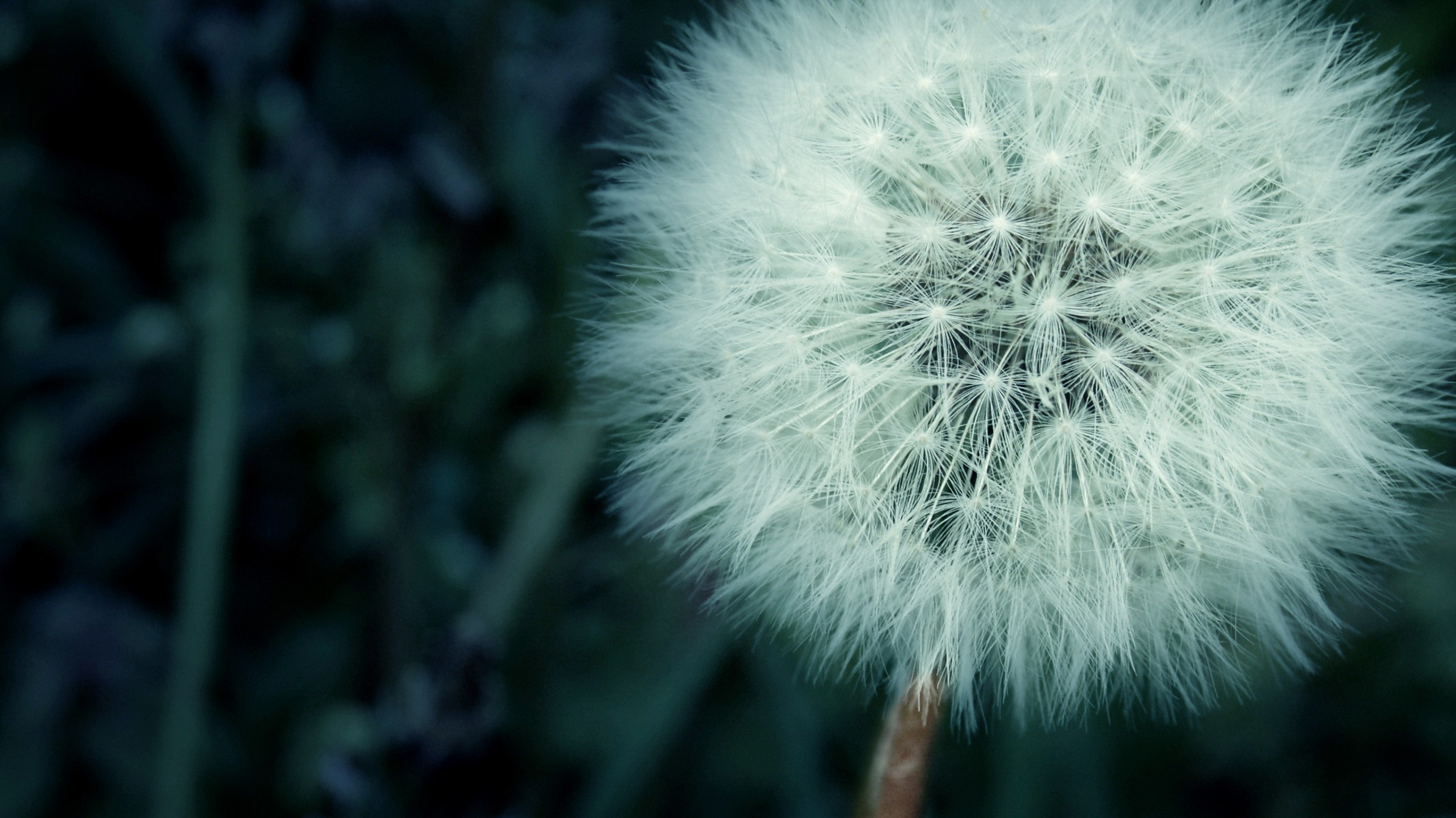 flower fluff macro 4k 1695902017