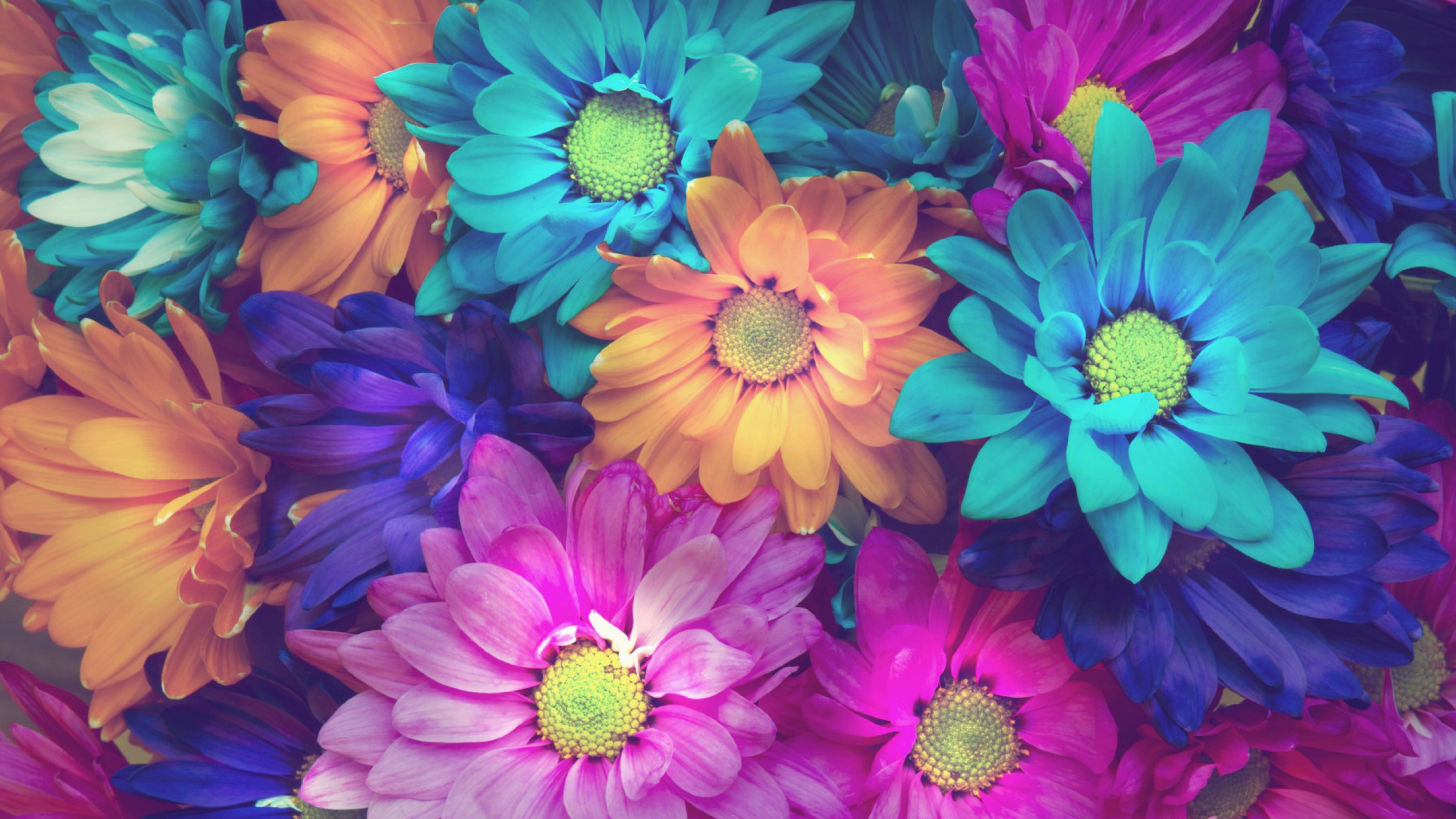 flowers colorful petals 4k 1695902017