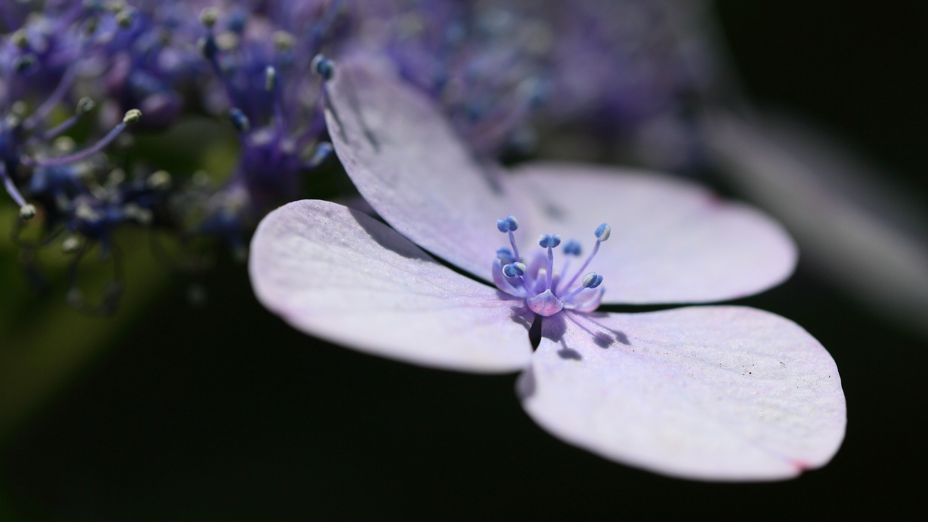 lavender flower petals 4k 1695896244