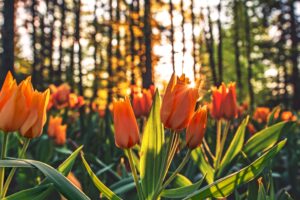 orange tulips hd 4k 1695896244