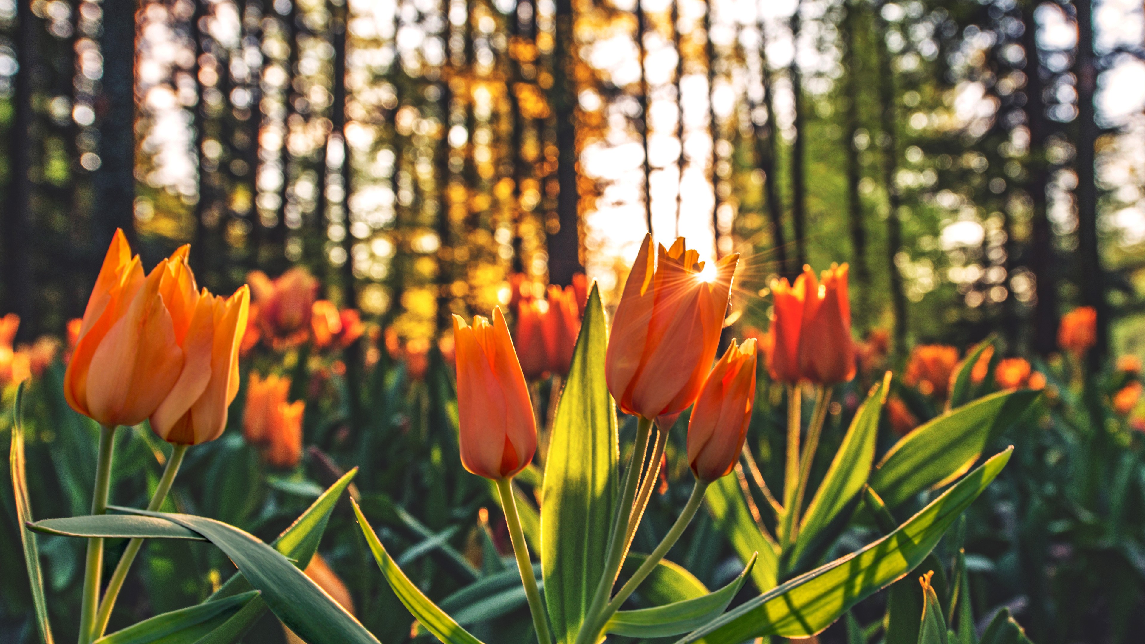 orange tulips hd 4k 1695896244