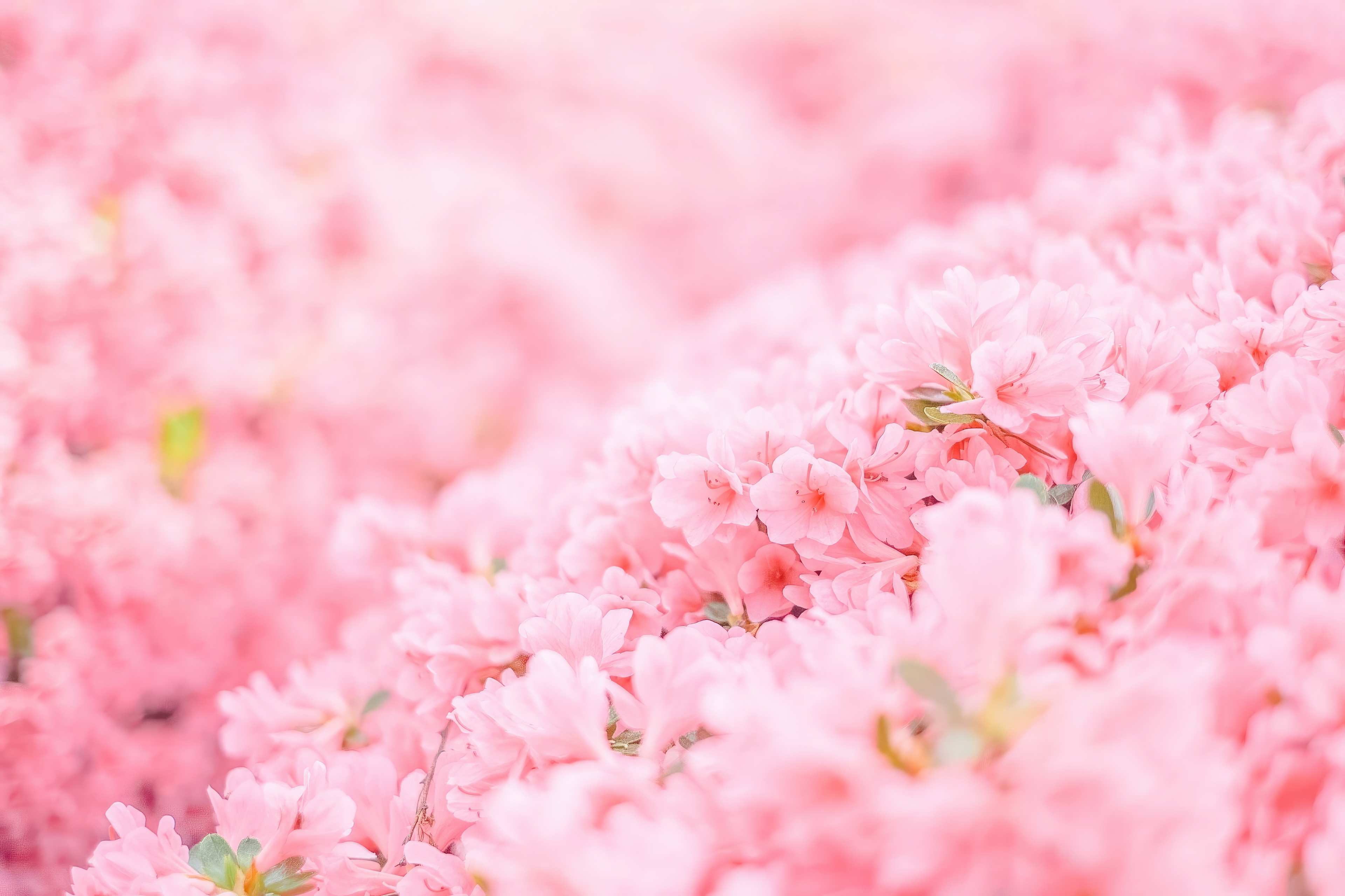 pink flowers minimal 1695888679