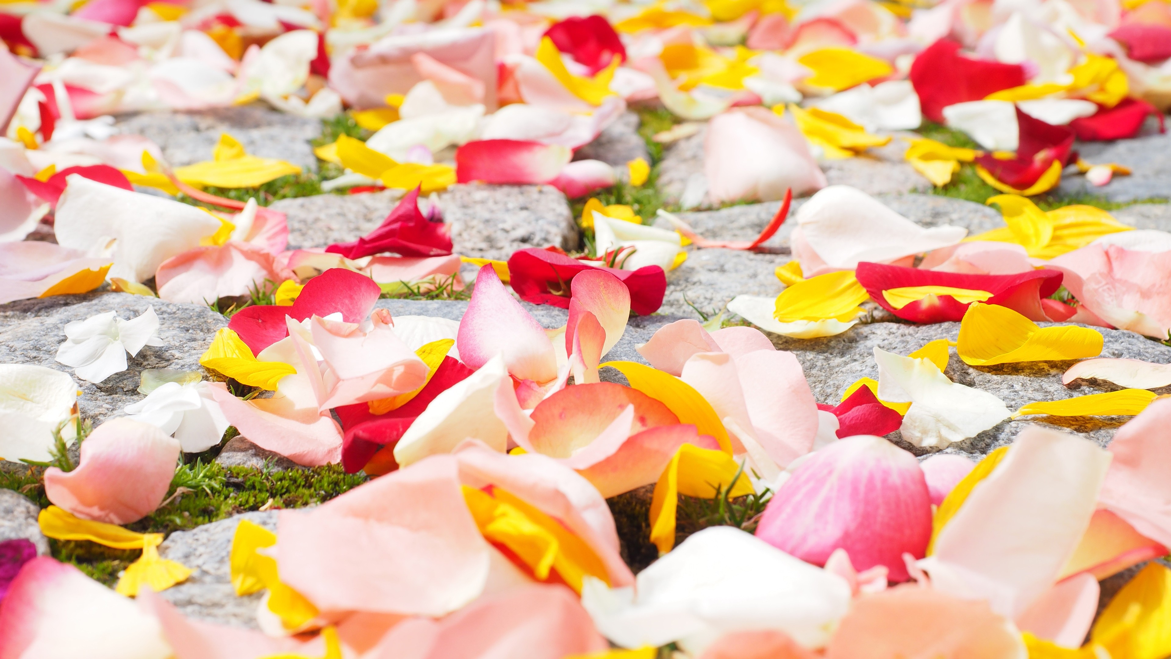 rose petals 4k 1695896248