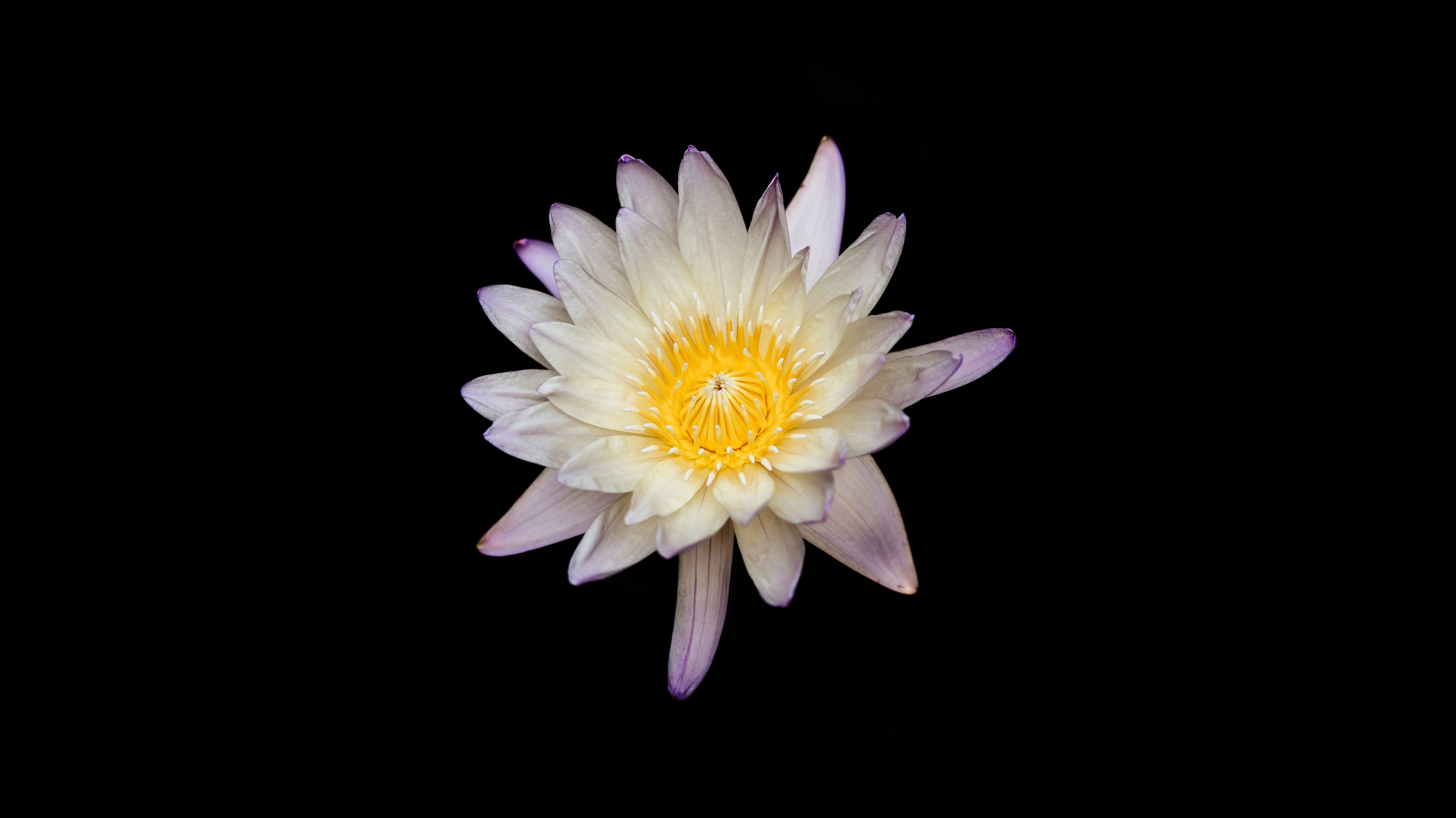 white and yellow flower black background 4k 1695888682