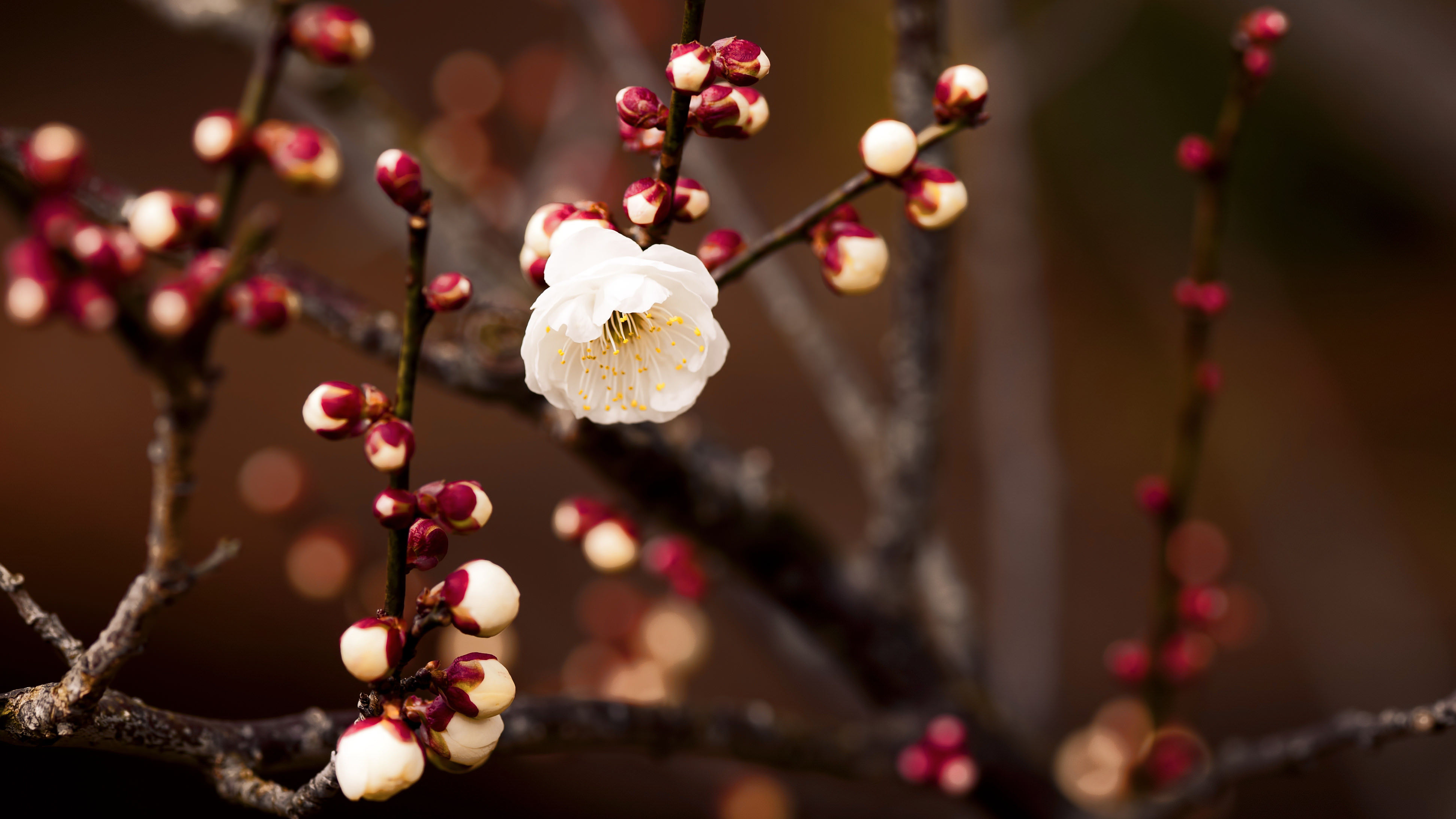 white flower 4k 1695902017