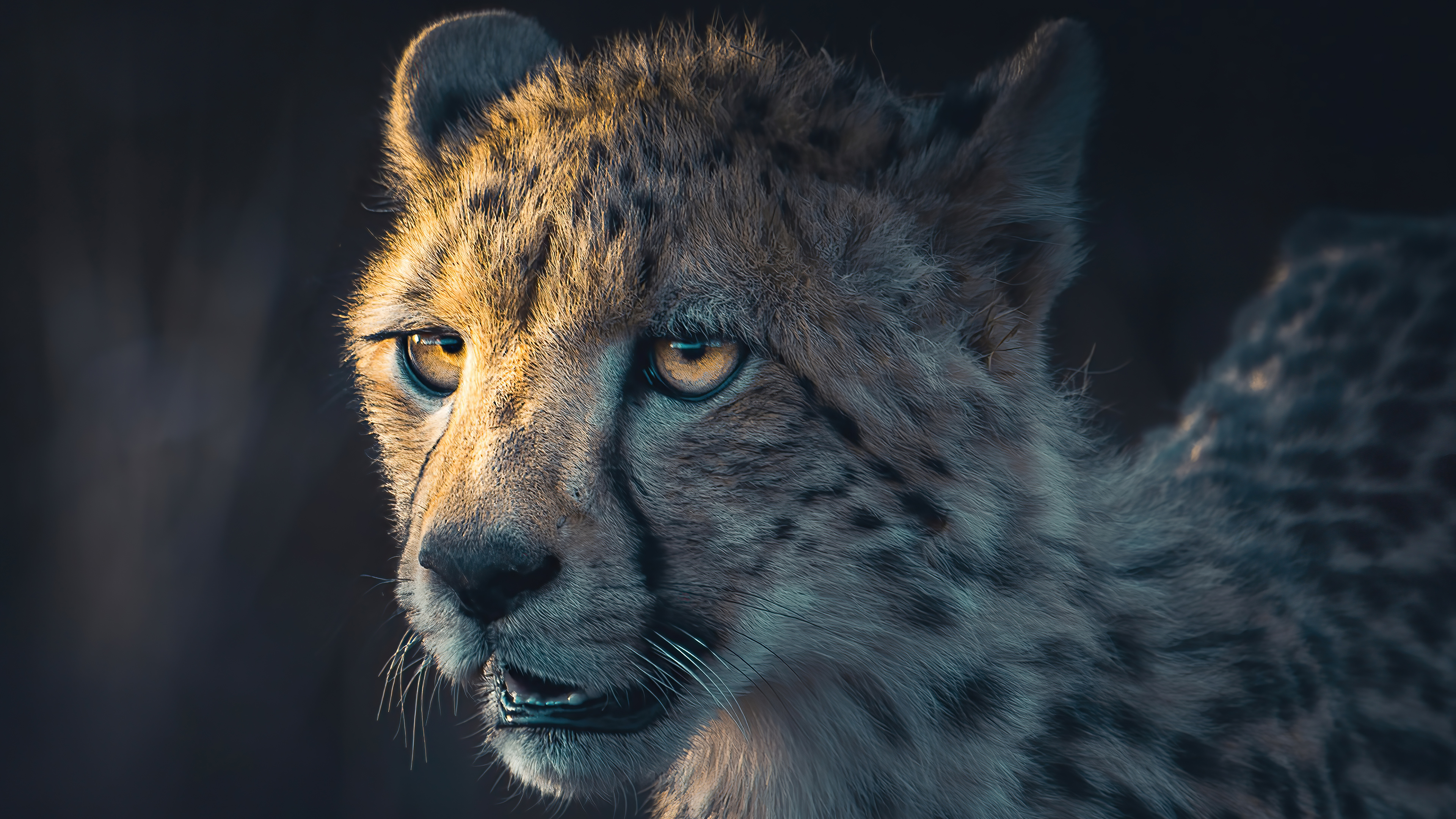 cheetah portrait 4k 1697116449