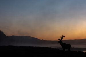 elk sunrise 4k 1697111527