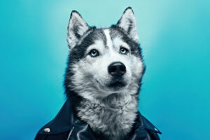 husky in leather suit 4k 1697116449