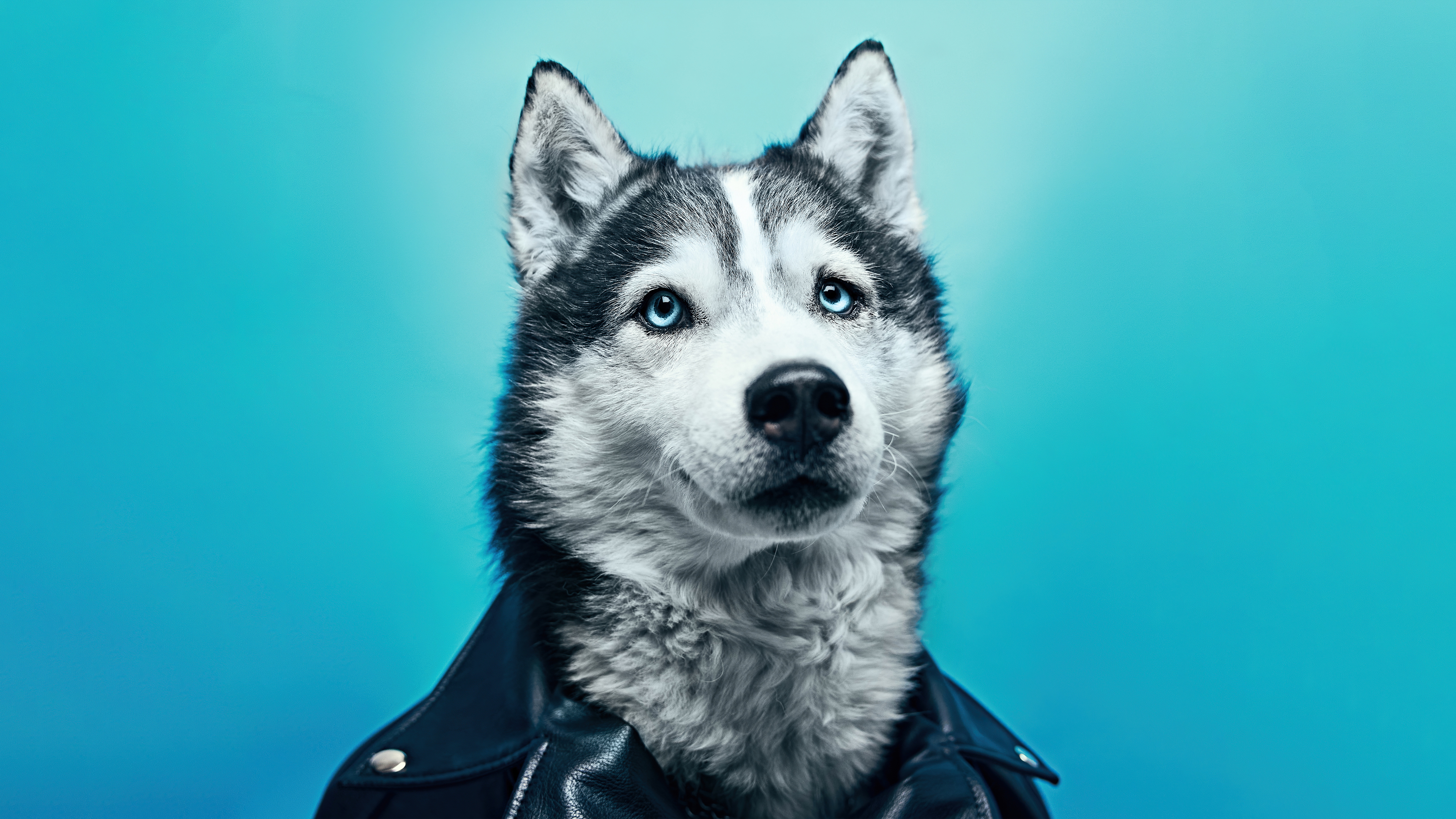 husky in leather suit 4k 1697116449