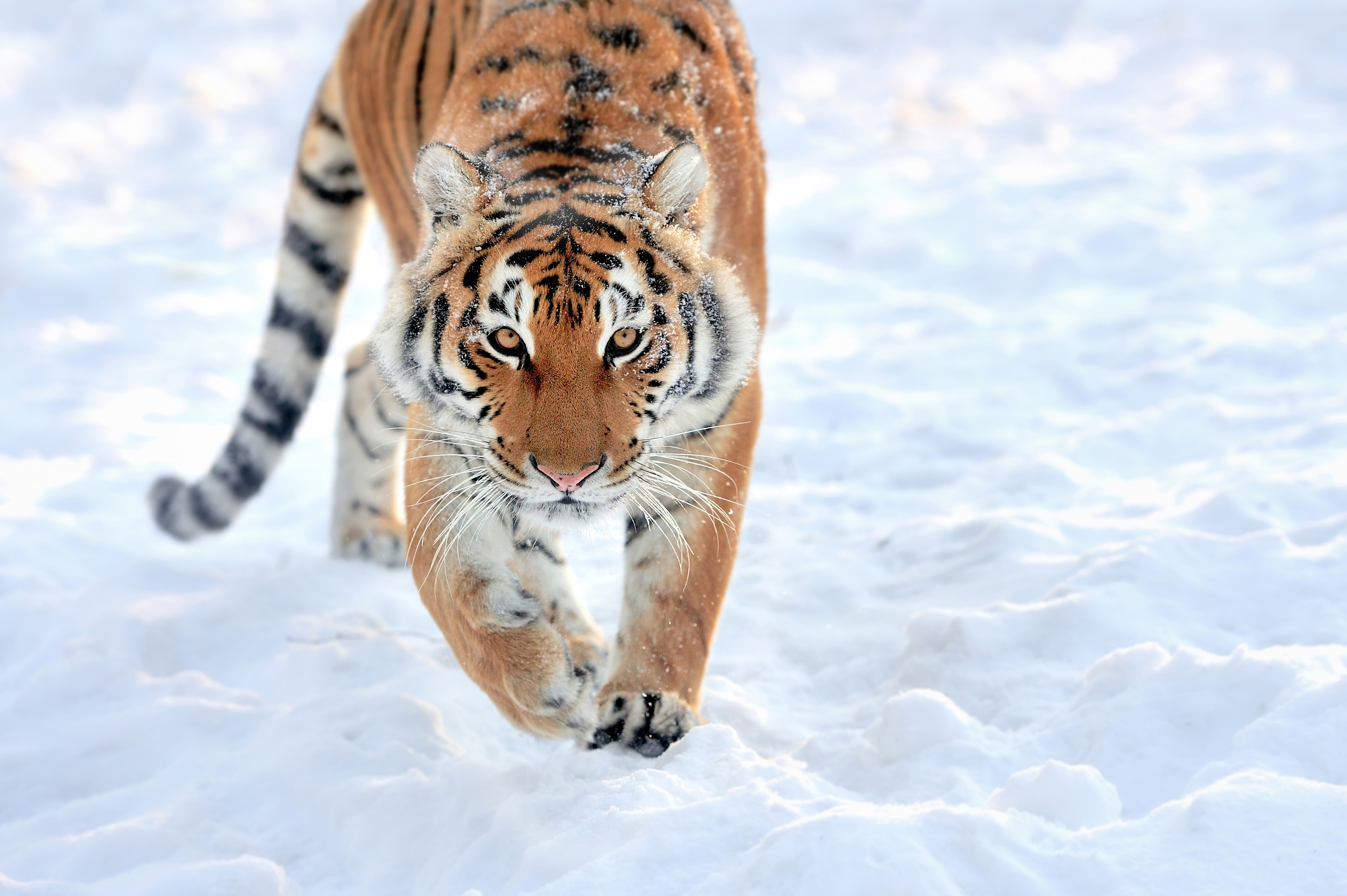 lion walking in snow 4k 1697116449