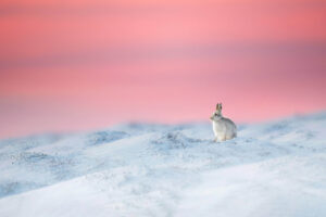 rabbit in snow sitting 4k 1697111527